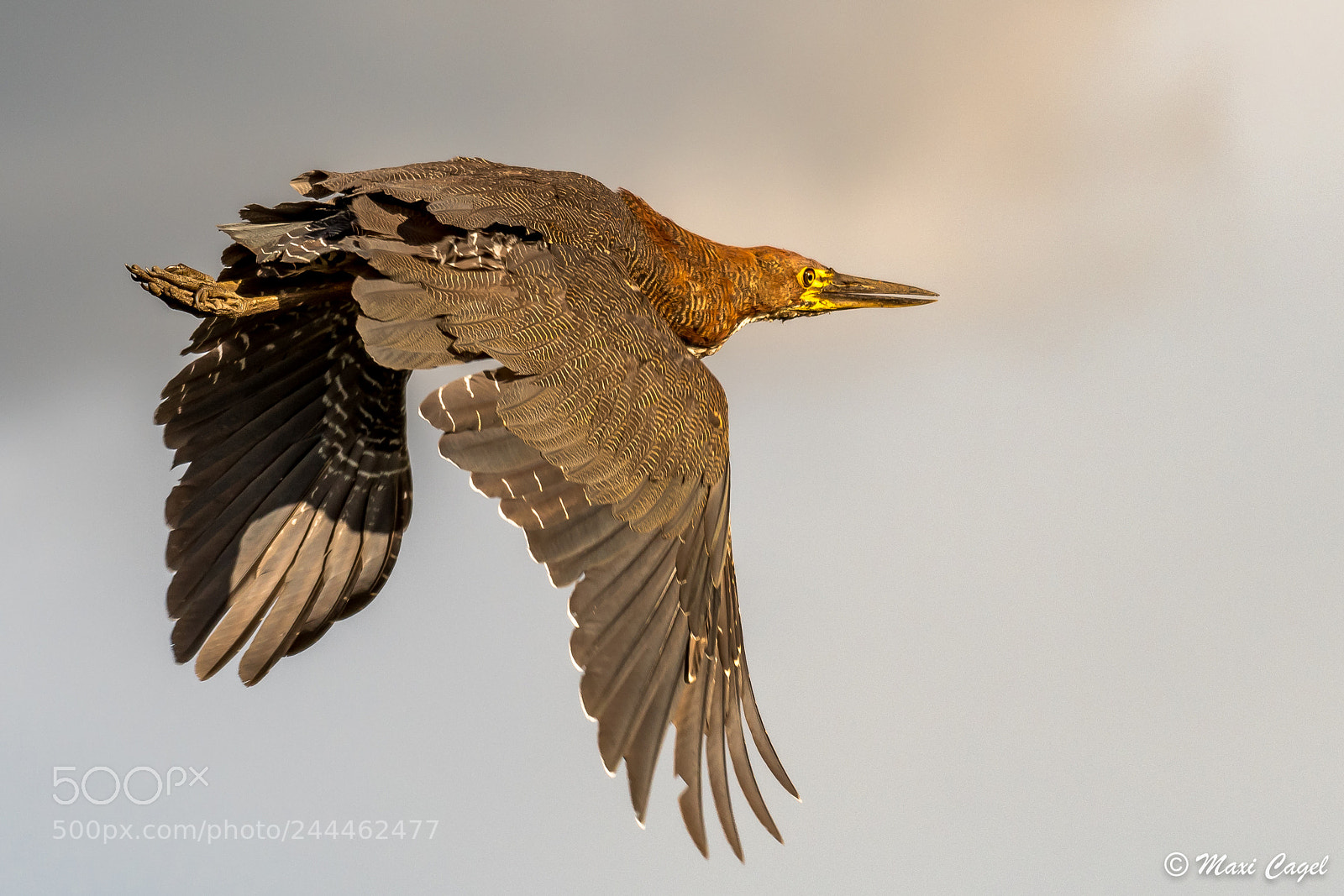 Nikon D500 sample photo. Sunset flight photography