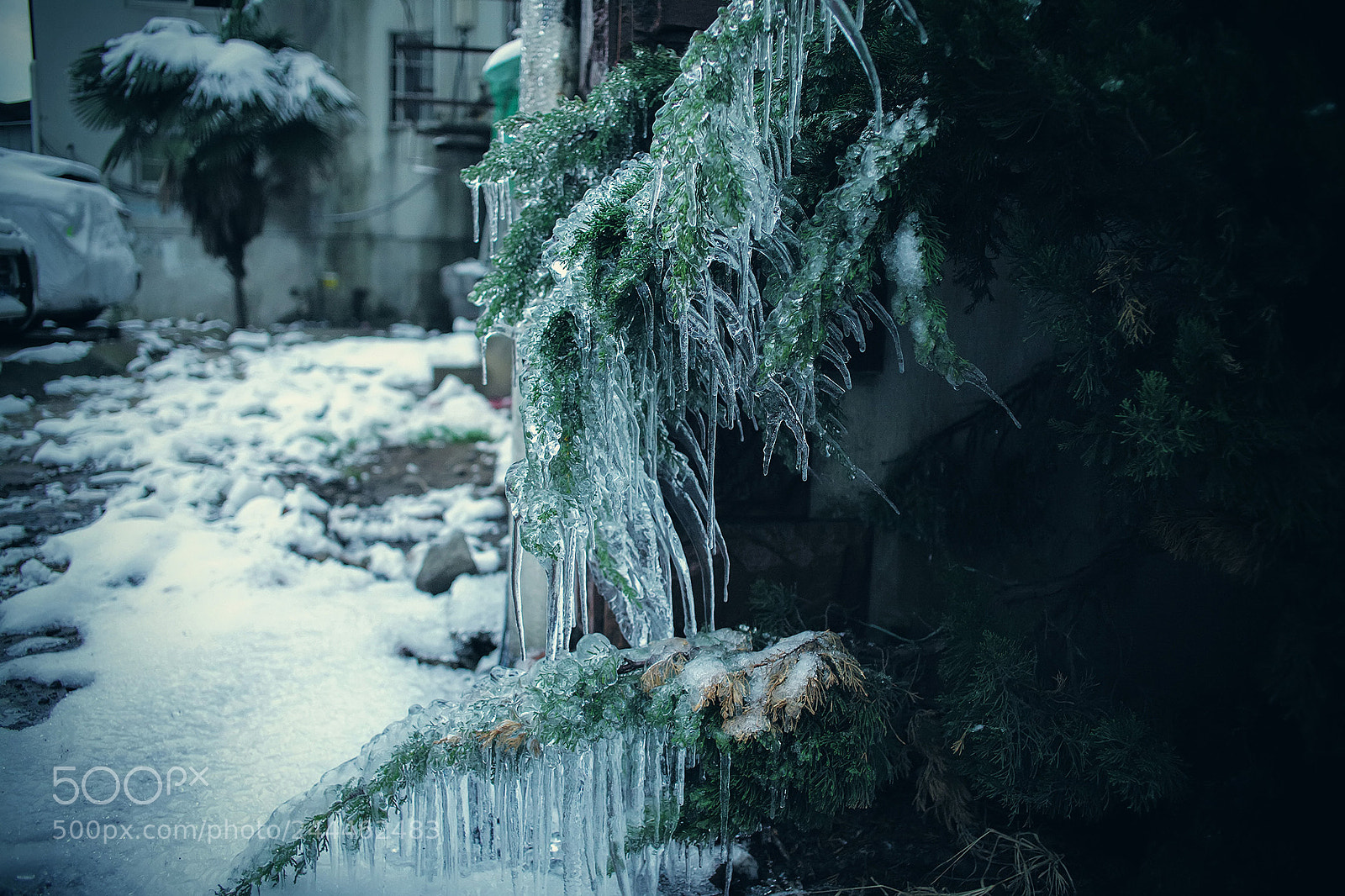 Leica M (Typ 240) sample photo. 「天地一沙鸥」2018 · 雪 ​​​​ photography