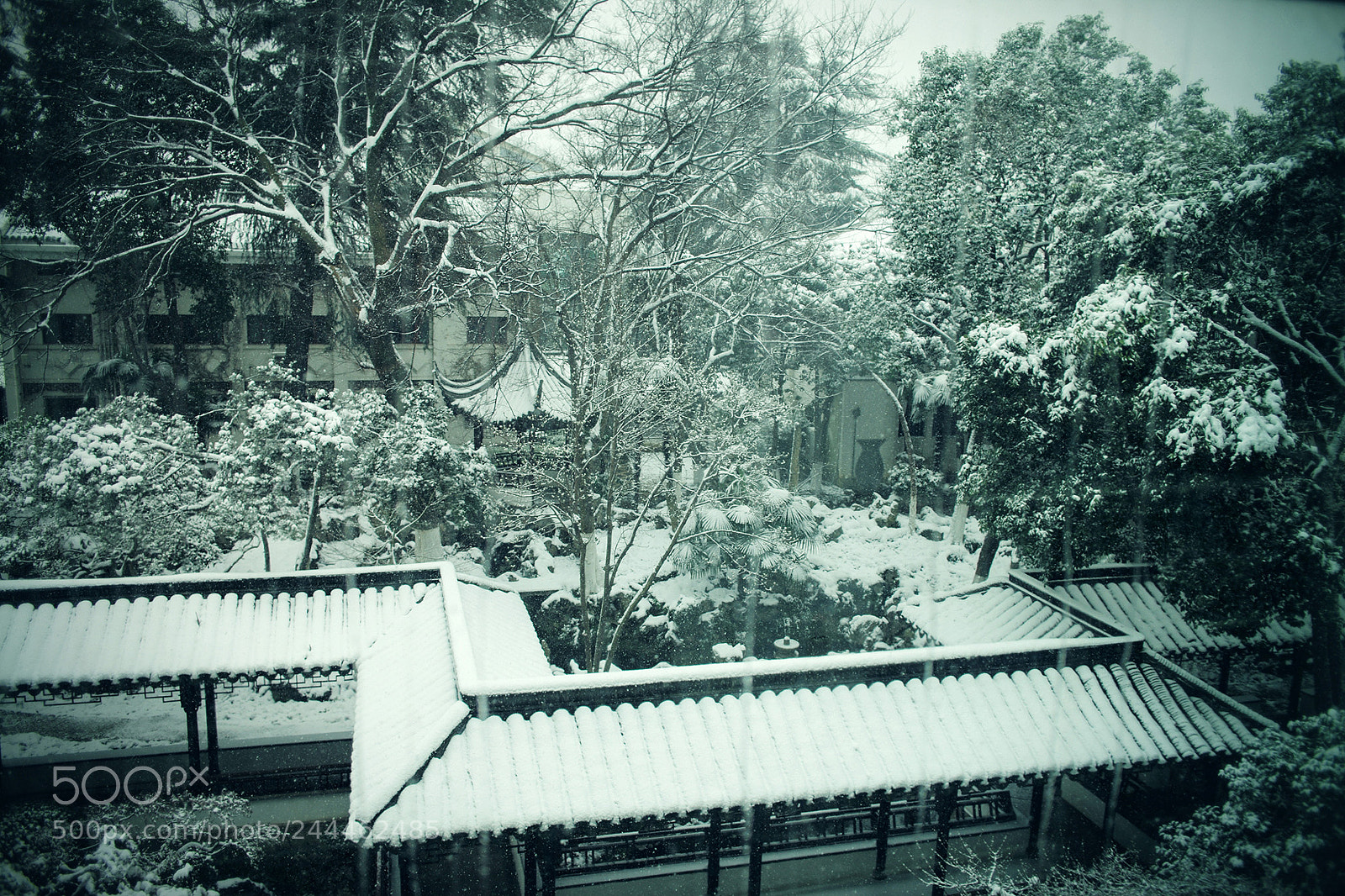 Leica M (Typ 240) sample photo. 「天地一沙鸥」2018 · 雪 ​​​​ photography