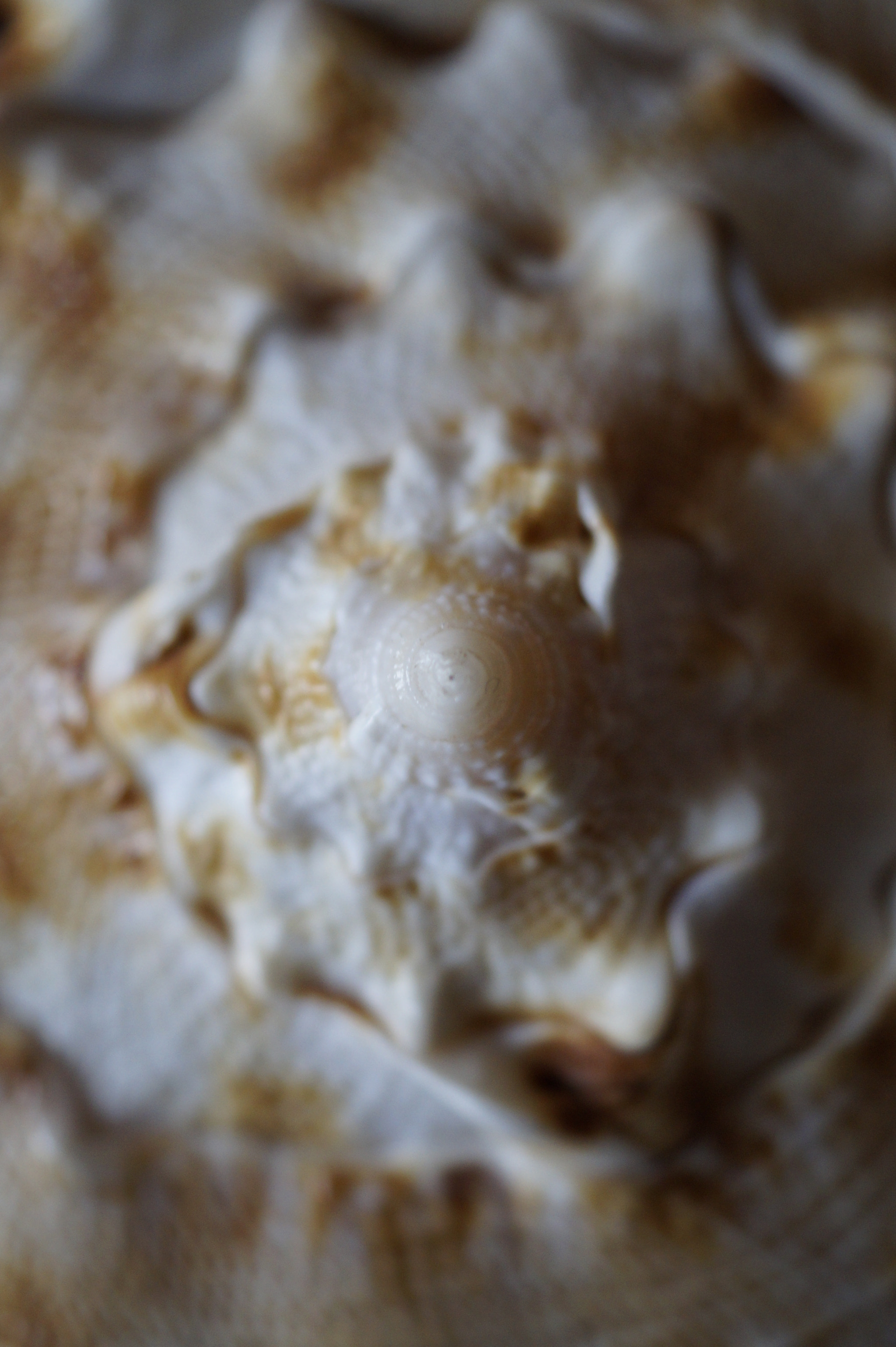 Sony SLT-A58 + Sony DT 30mm F2.8 Macro SAM sample photo