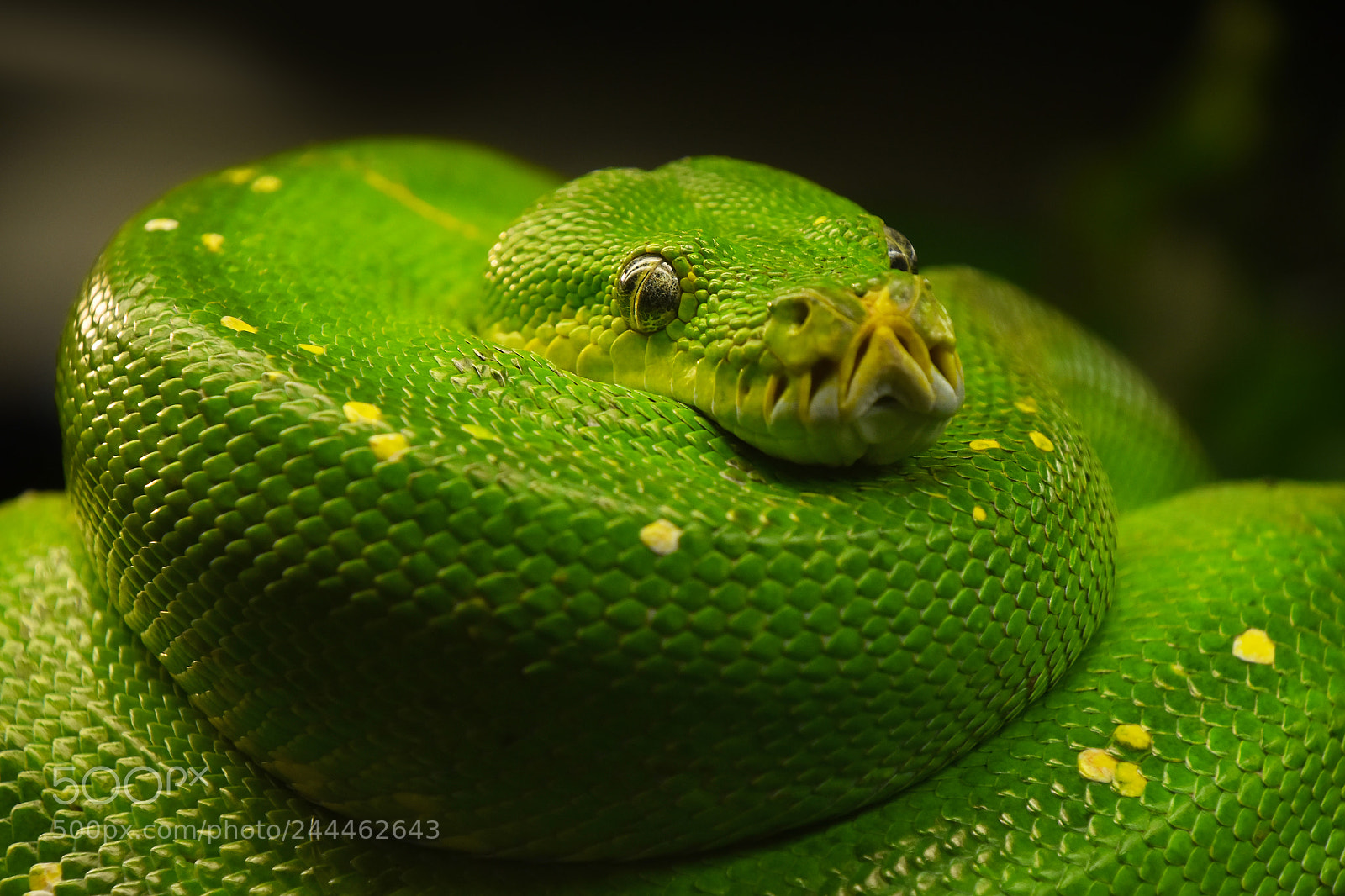 Nikon D5500 sample photo. Beautiful green tree python photography
