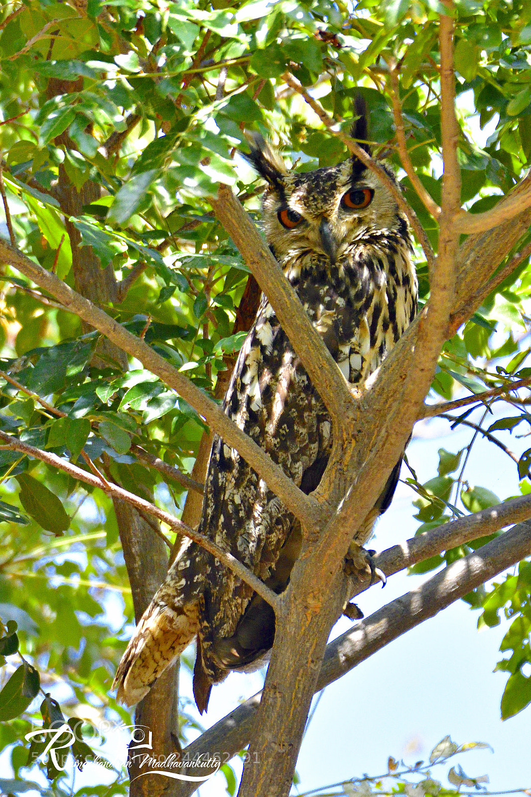 Nikon D500 sample photo. The indian eagle-owl or photography