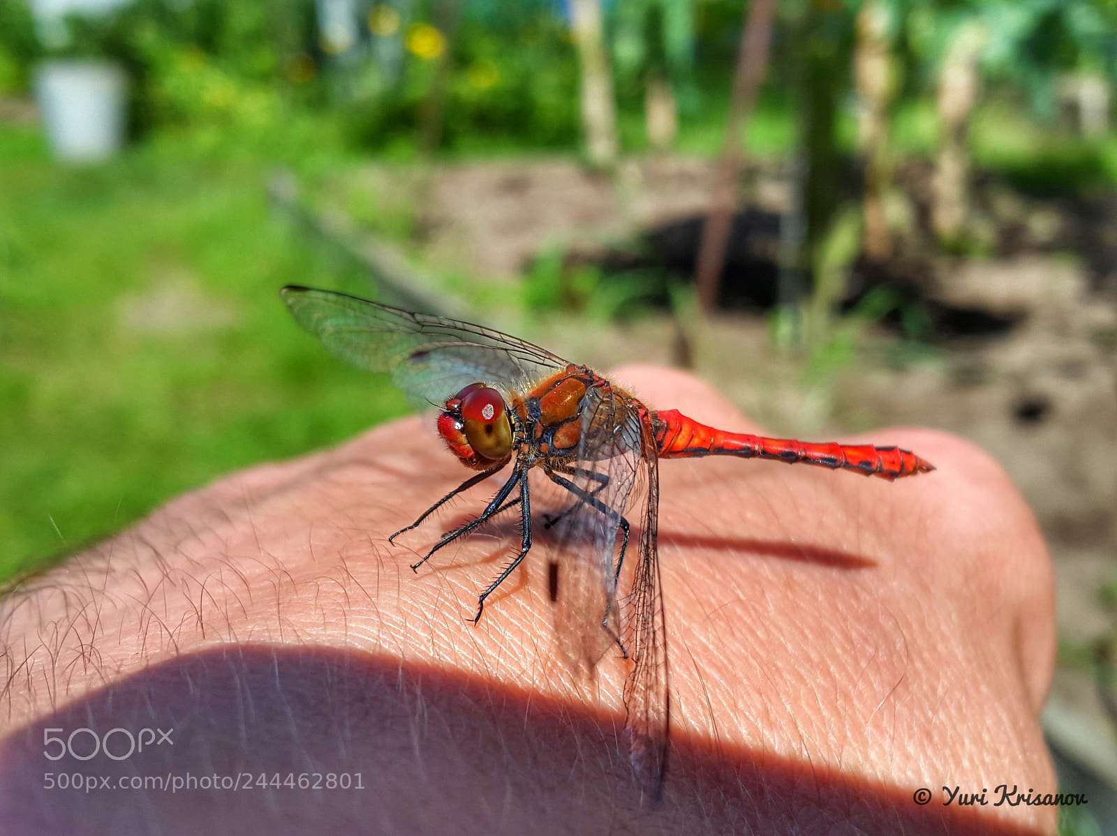 Samsung Galaxy Alpha sample photo. Dragonfly resting on hand photography