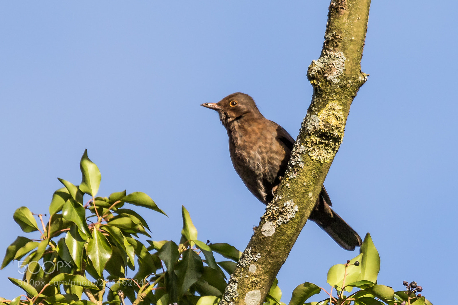 Canon EOS 7D Mark II sample photo. ♀ blackbird
 photography