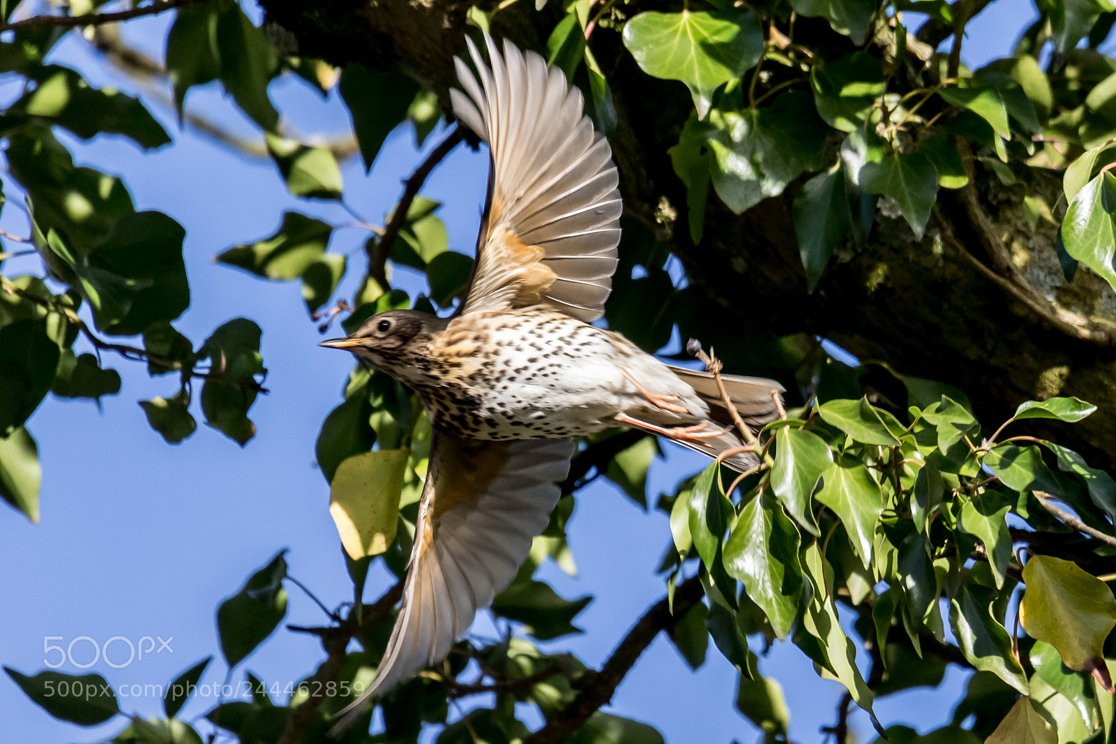 Canon EOS 7D Mark II sample photo. Song thrush photography