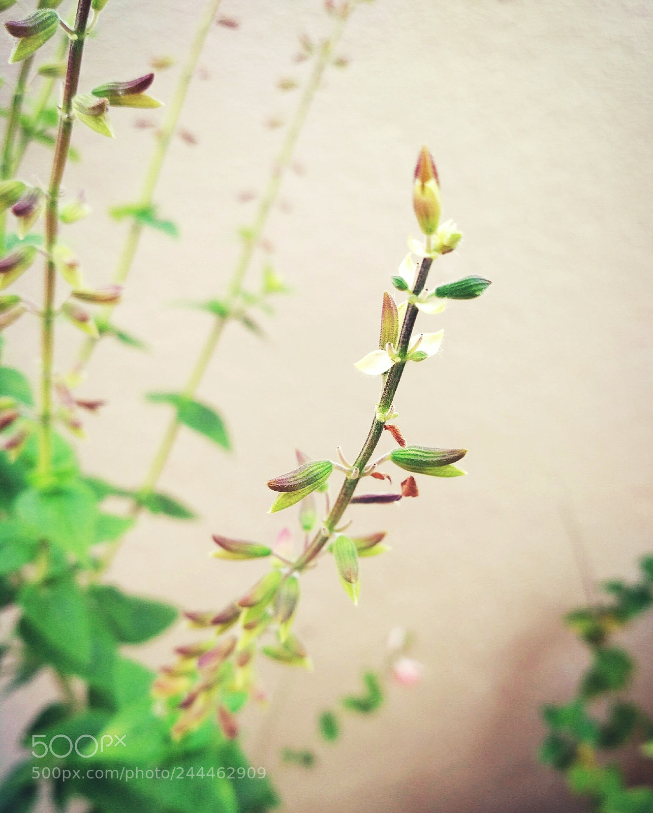 Xiaomi Redmi 3S sample photo. Budding photography