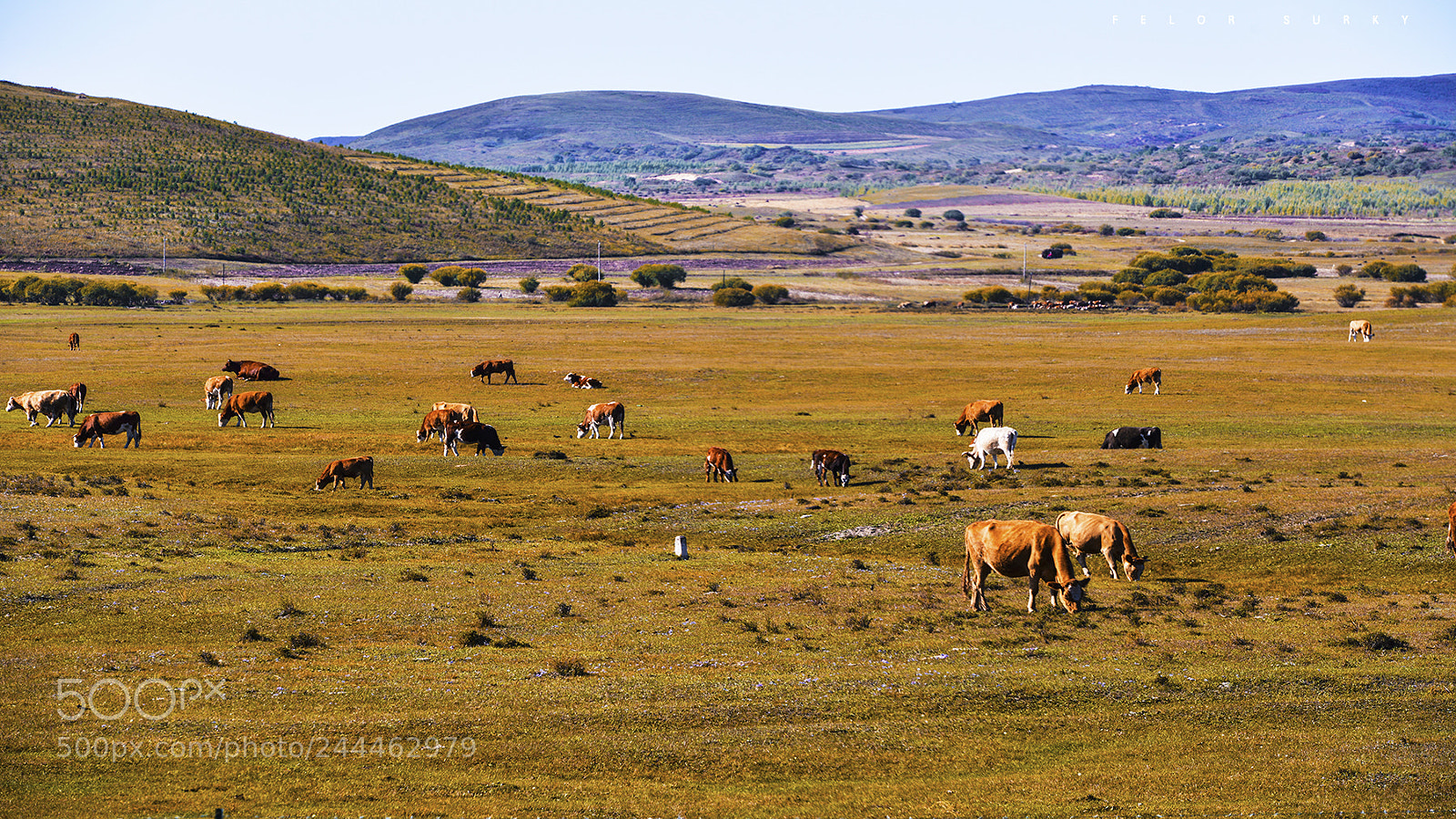 Nikon D800 sample photo. The grassland photography