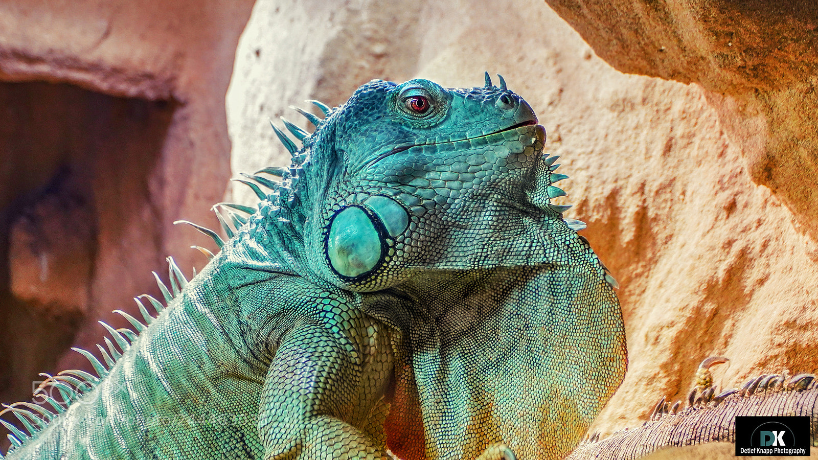 Sony a7R III sample photo. Lizard photography