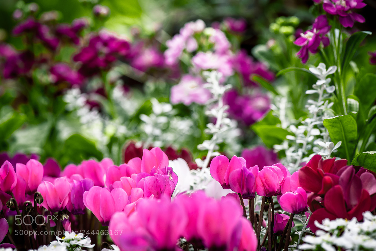Nikon D800E sample photo. Flower sunbeam-dawn photography