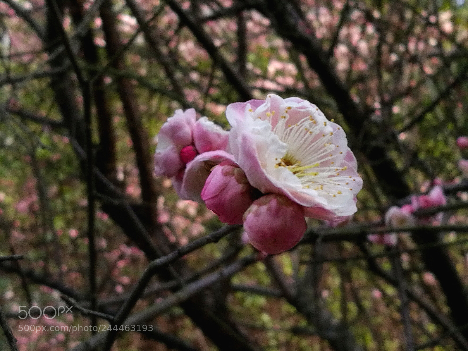 HUAWEI Honor 8 sample photo. Untitled photography
