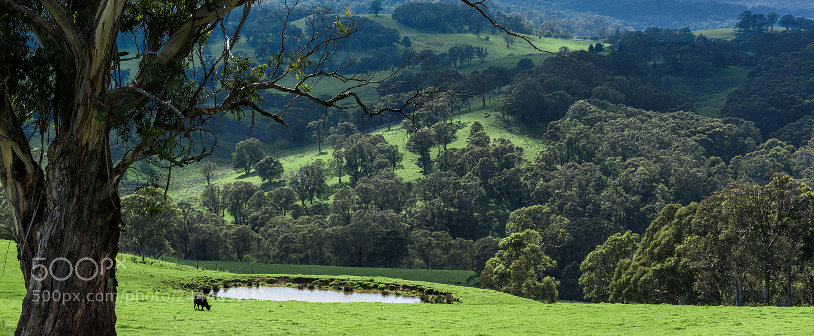 Nikon D810 sample photo. Out and about photography
