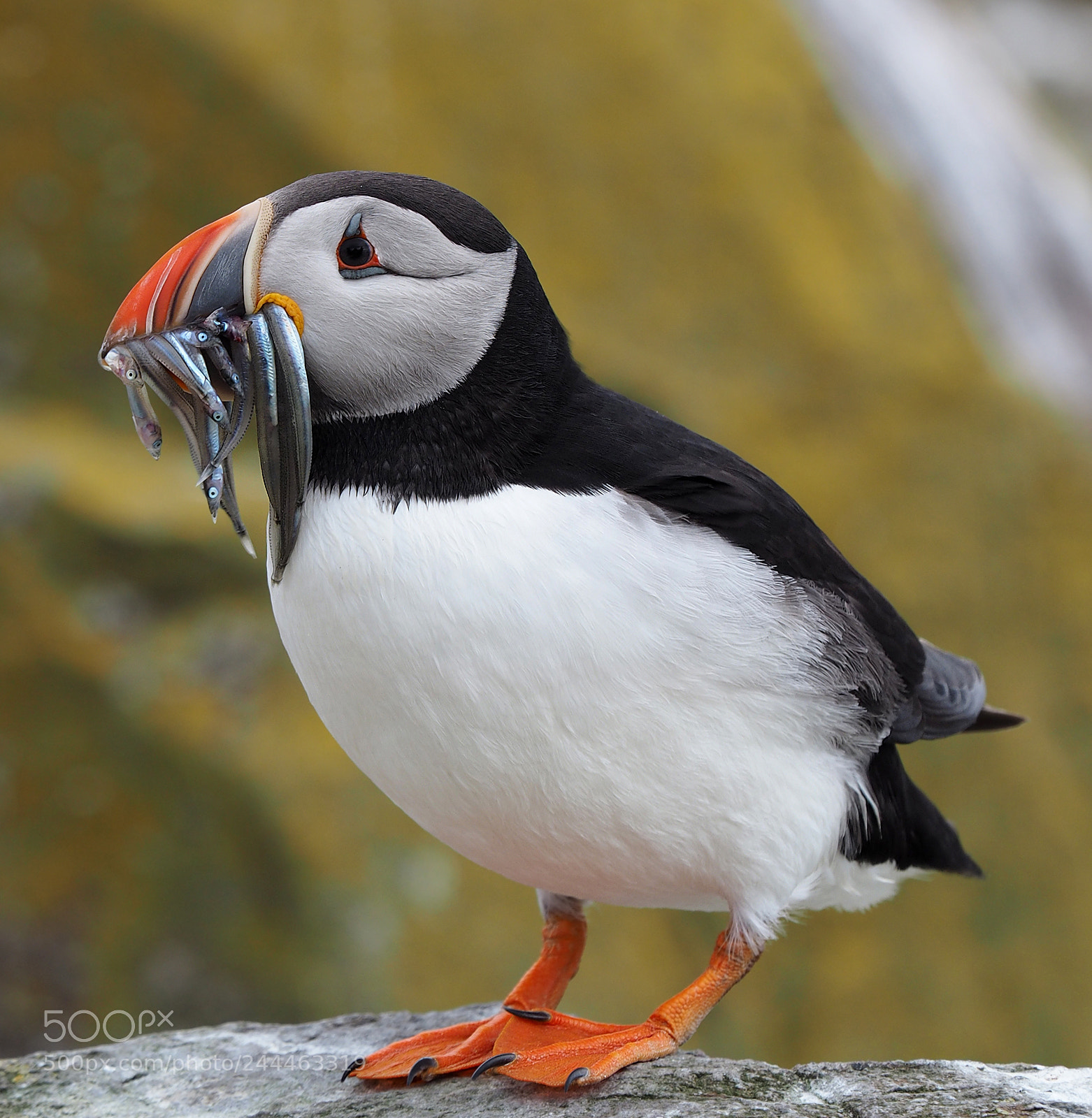 Olympus OM-D E-M1 sample photo. Puffin portrait photography