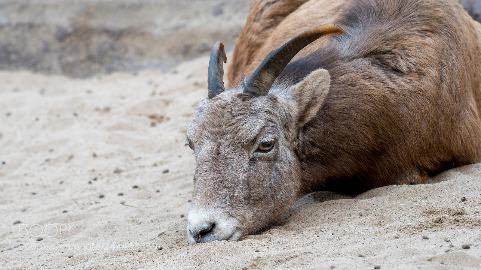 Nikon D500 sample photo. Dikhoornschaap (ovis canadensis) photography
