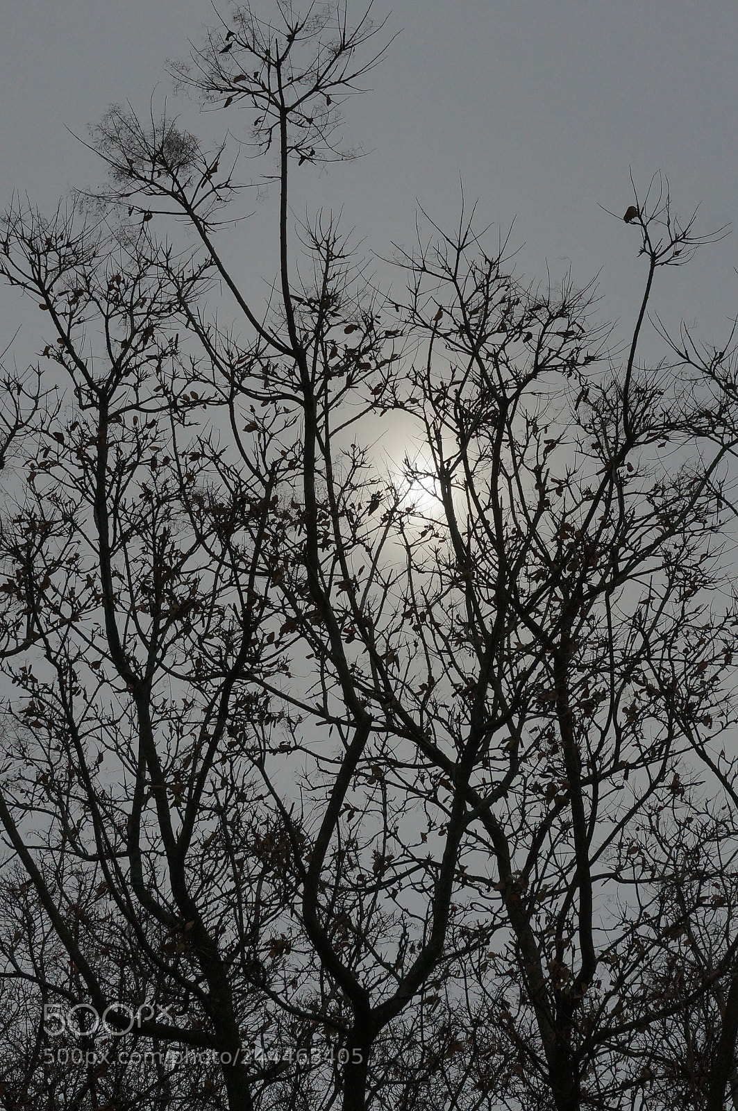 Sony Alpha NEX-6 sample photo. Winter 2 photography