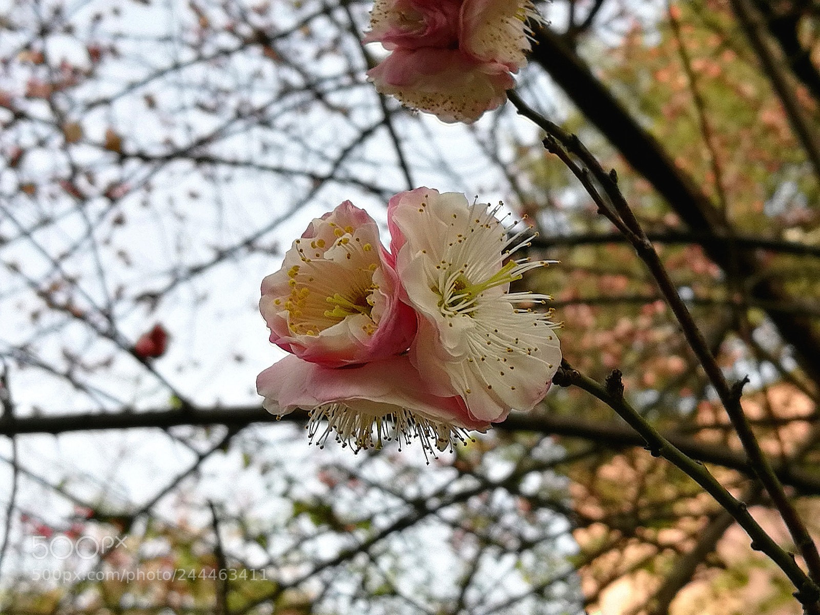 HUAWEI Honor 8 sample photo. Untitled photography