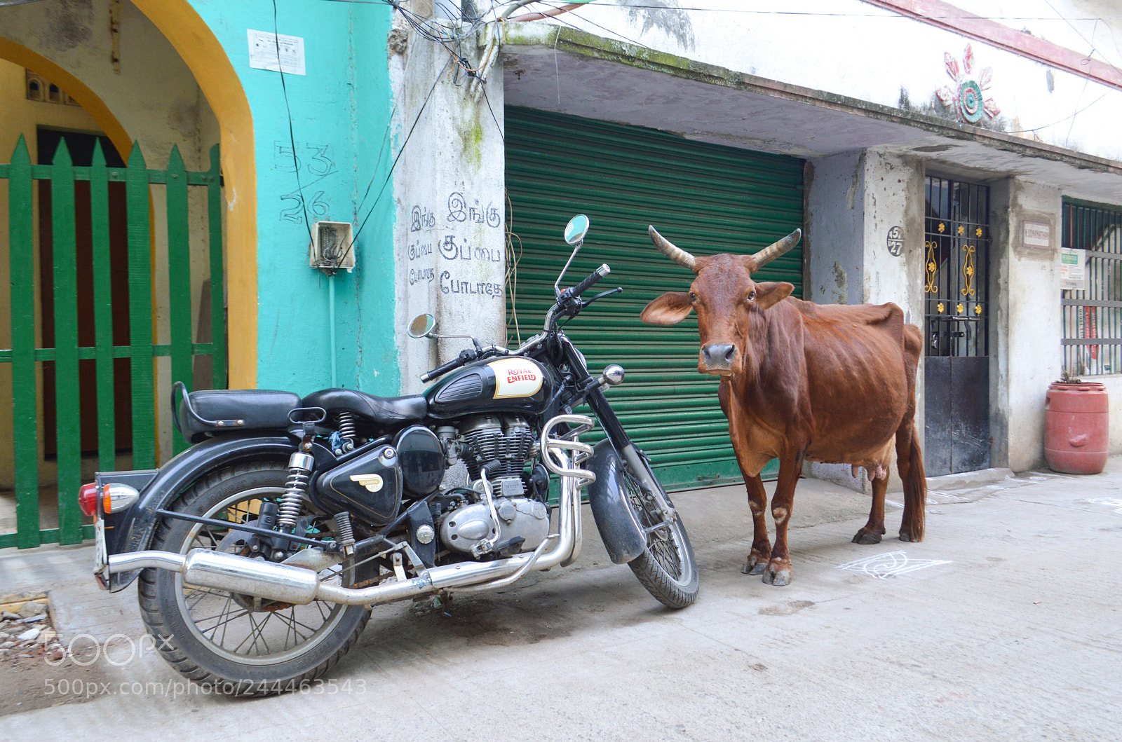 Nikon D3200 sample photo. Cow and motorcycle photography
