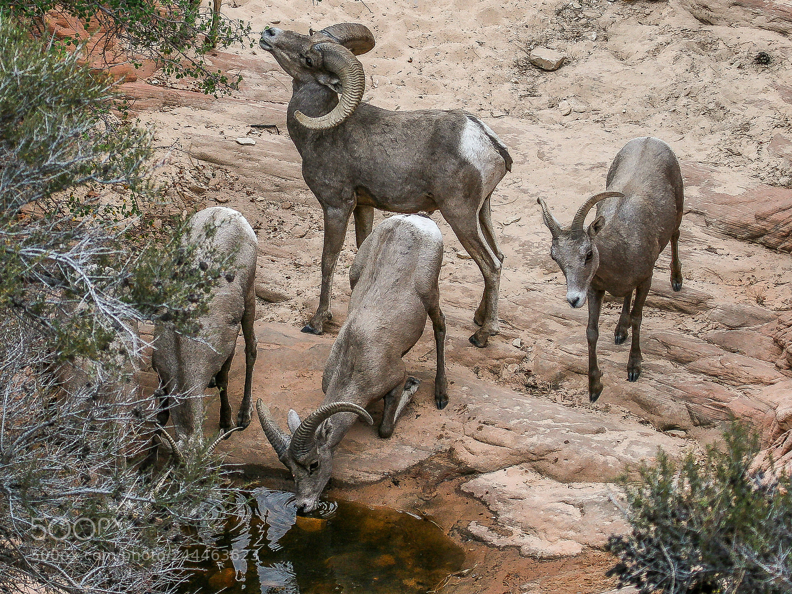 Canon EOS 400D (EOS Digital Rebel XTi / EOS Kiss Digital X) sample photo. Bighorn sheep photography