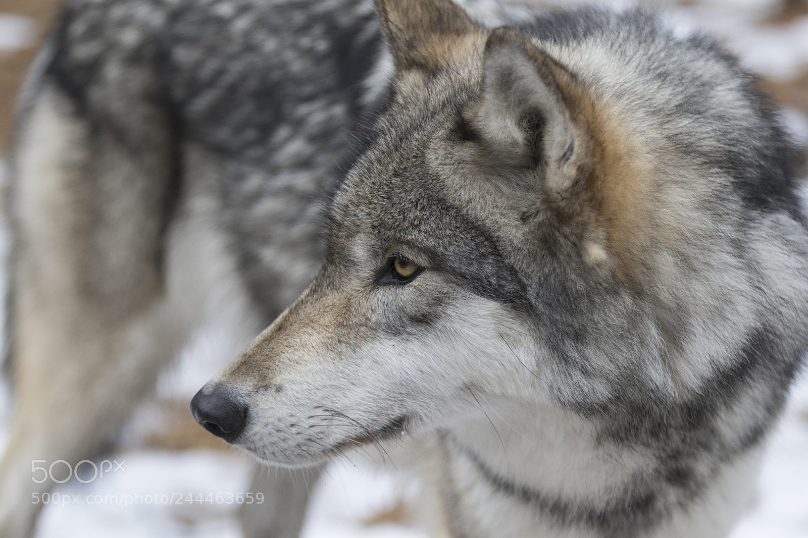 Canon EOS 7D Mark II sample photo. Wolf shoot photography