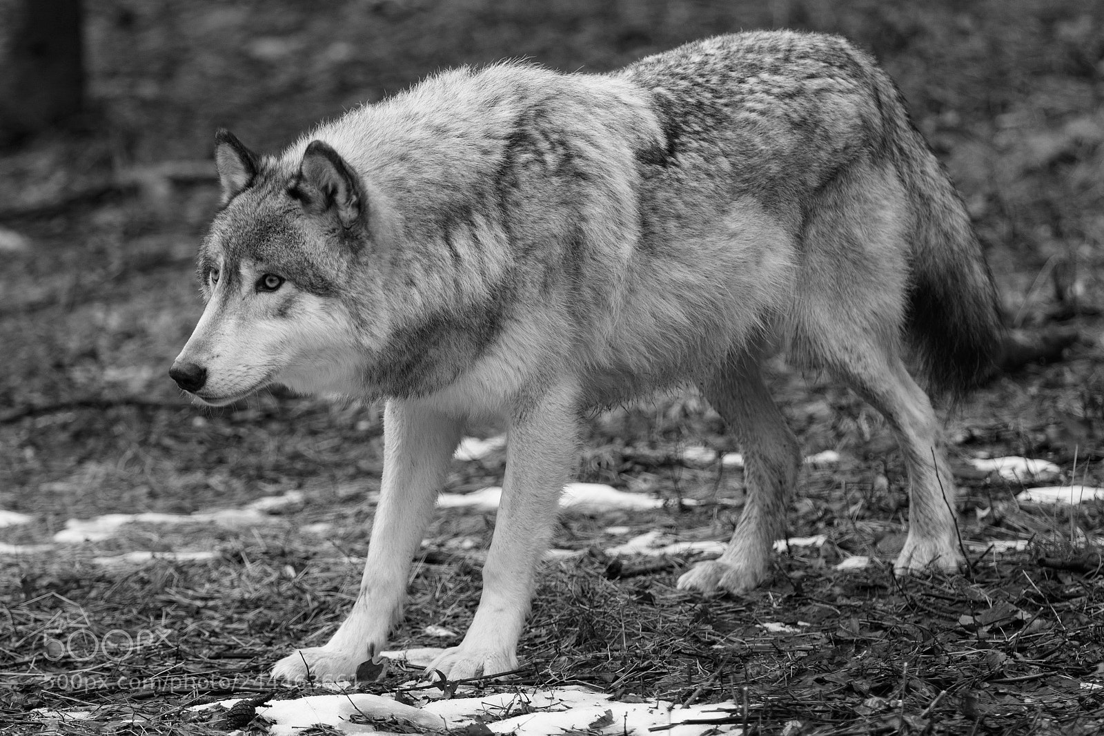 Canon EOS 7D Mark II sample photo. Wolf shoot photography