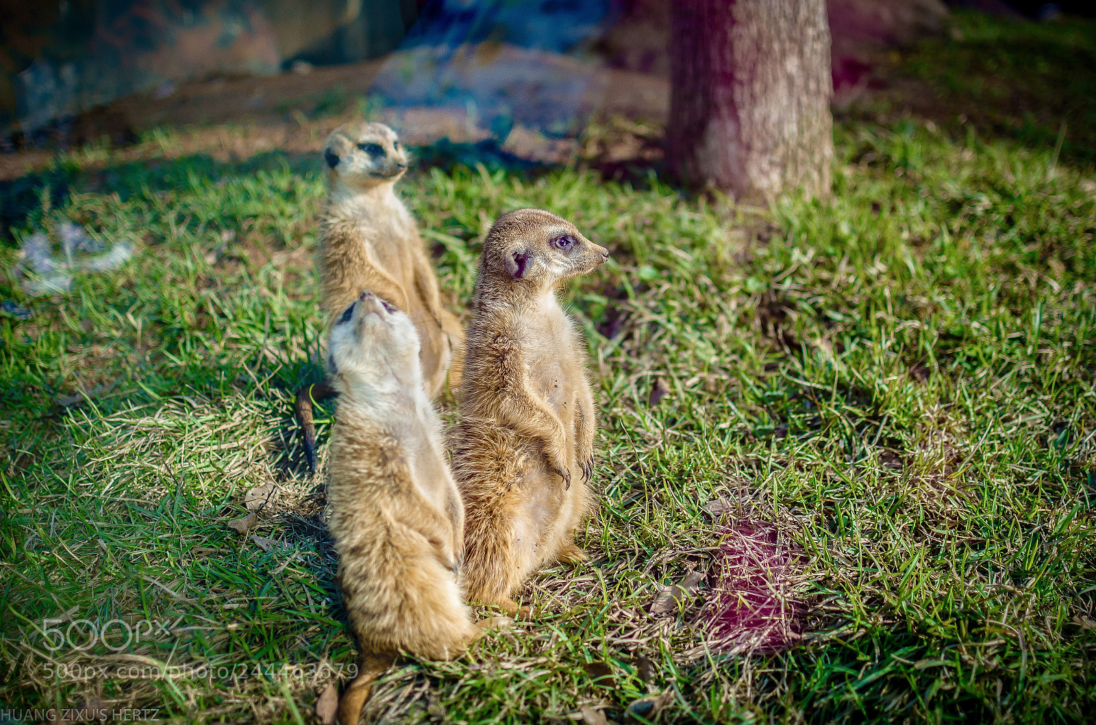 Nikon D5100 sample photo. 生命活躍 photography