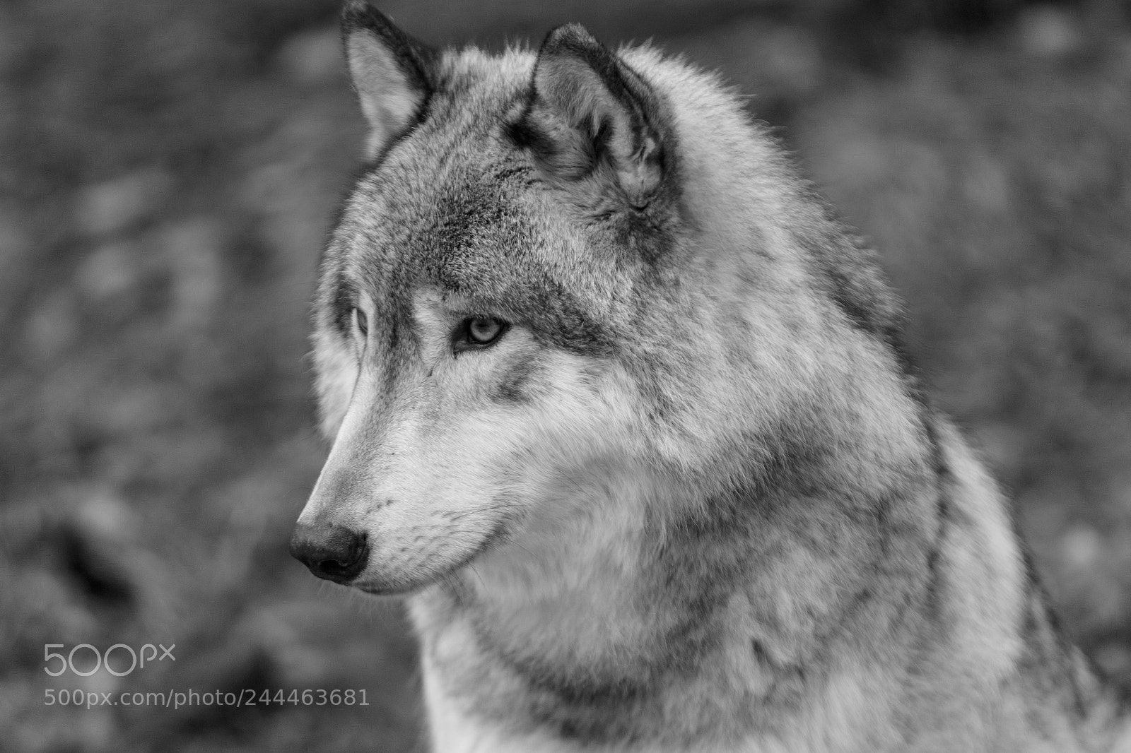 Canon EOS 7D Mark II sample photo. Wolf shoot photography