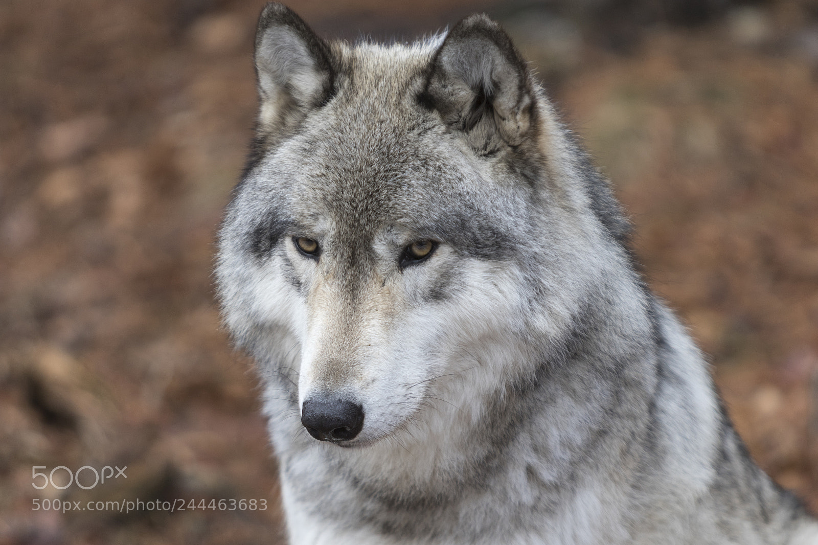 Canon EOS 7D Mark II sample photo. Wolf shoot photography