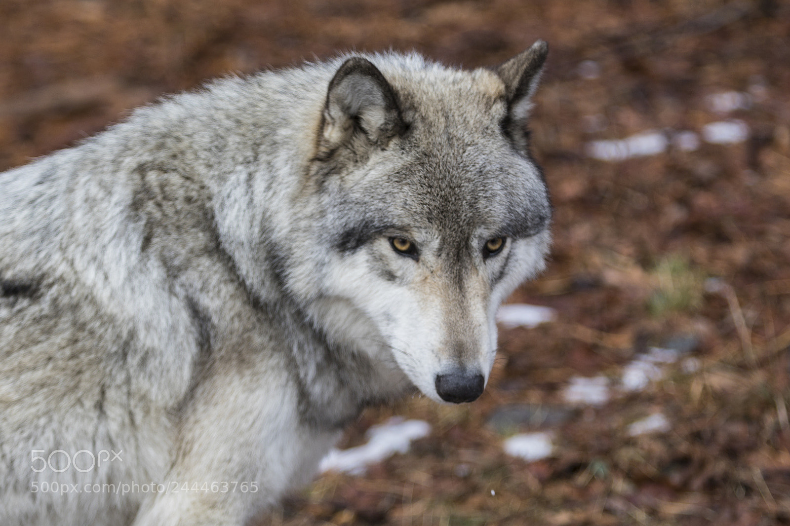 Canon EOS 7D Mark II sample photo. Wolf shoot photography