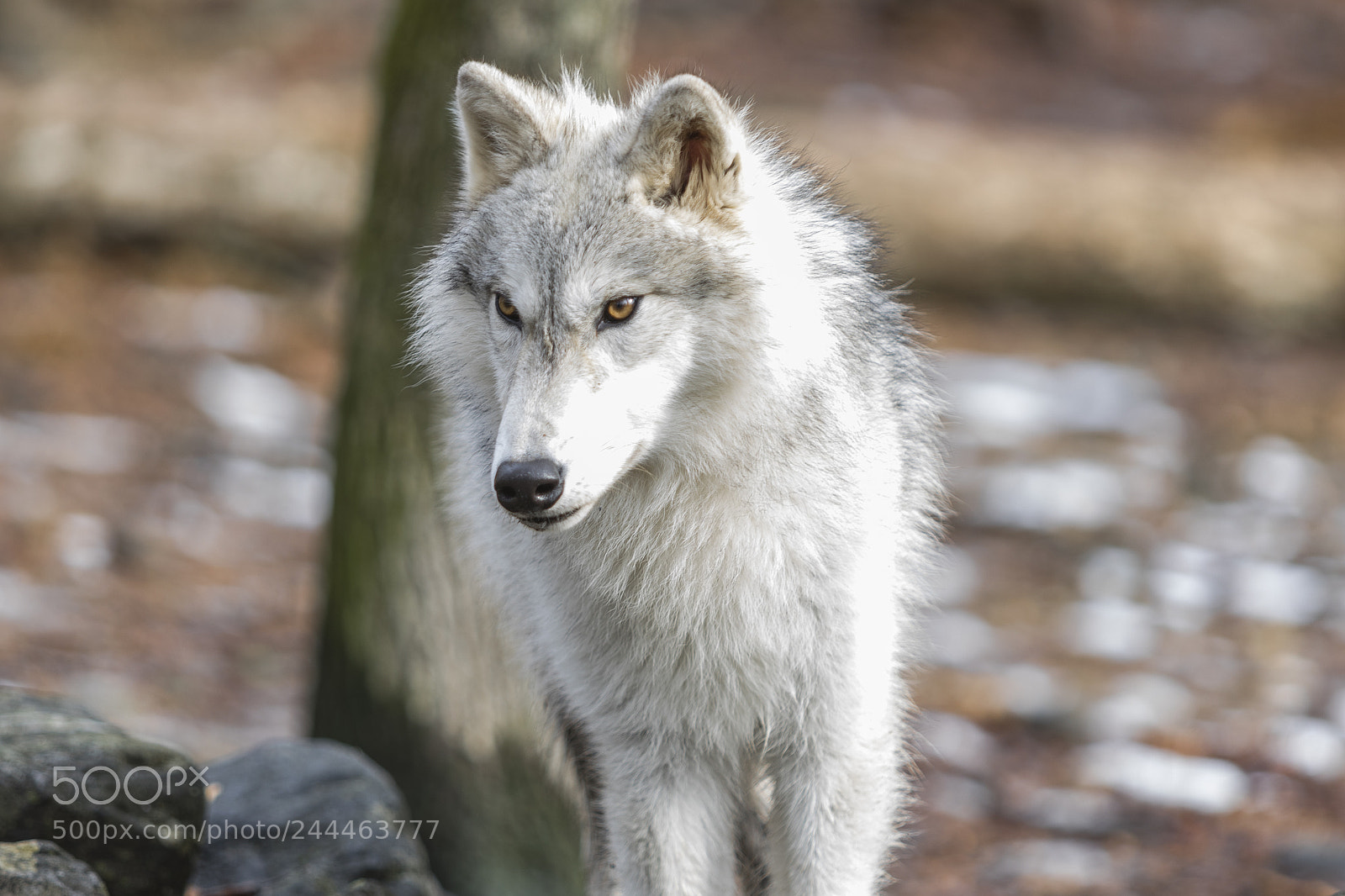 Canon EOS 7D Mark II sample photo. Wolf shoot photography