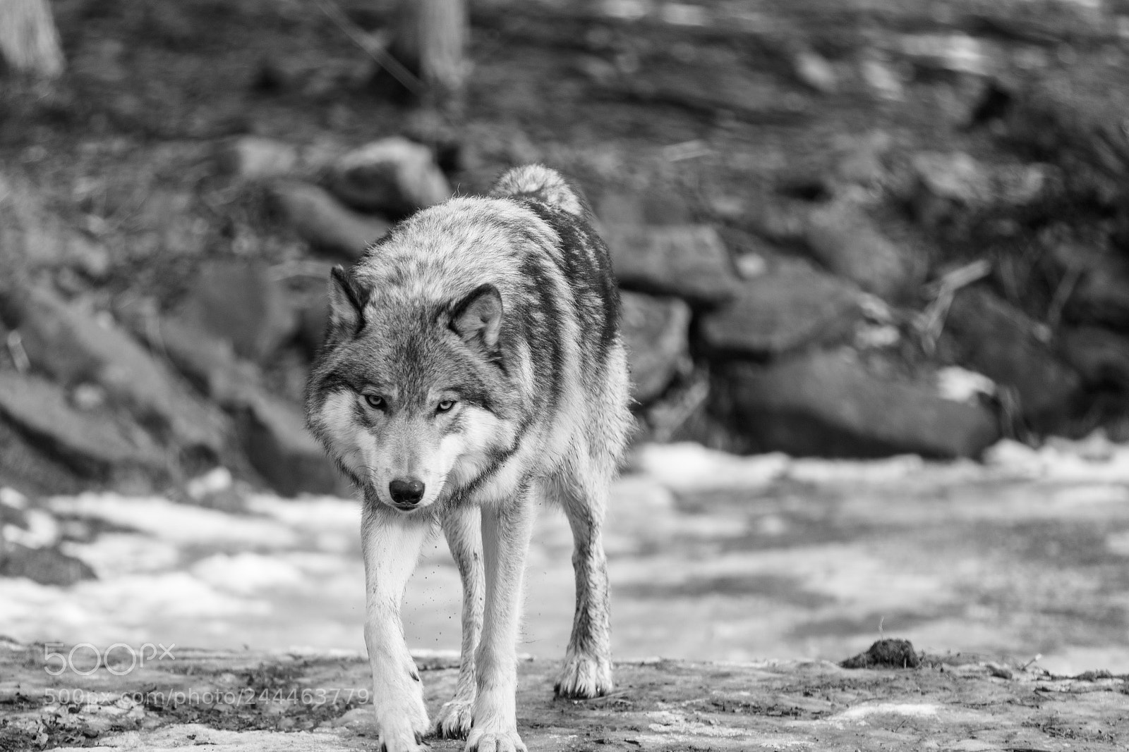 Canon EOS 7D Mark II sample photo. Wolf shoot photography