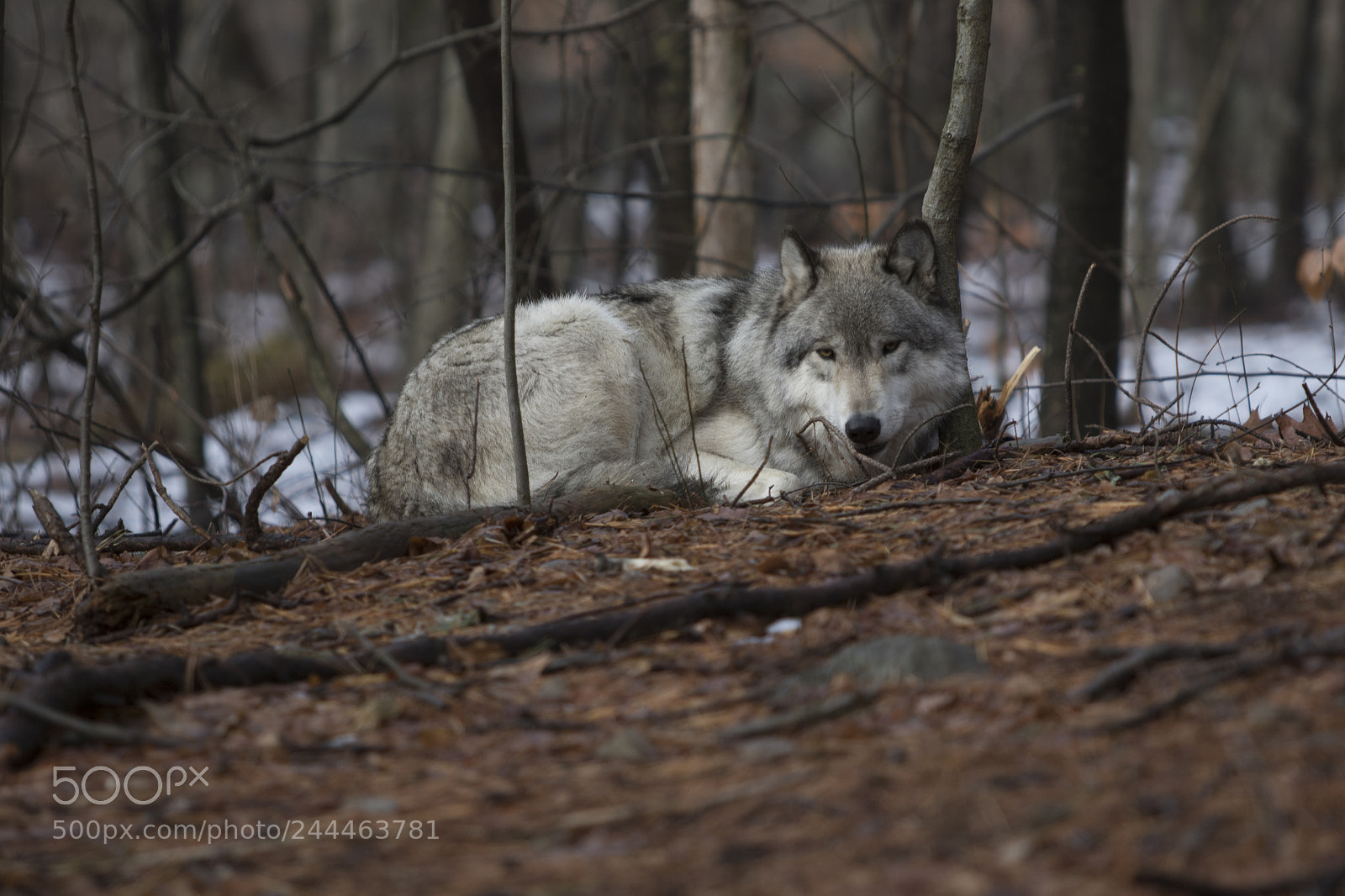 Canon EOS 7D Mark II sample photo. Wolf shoot photography
