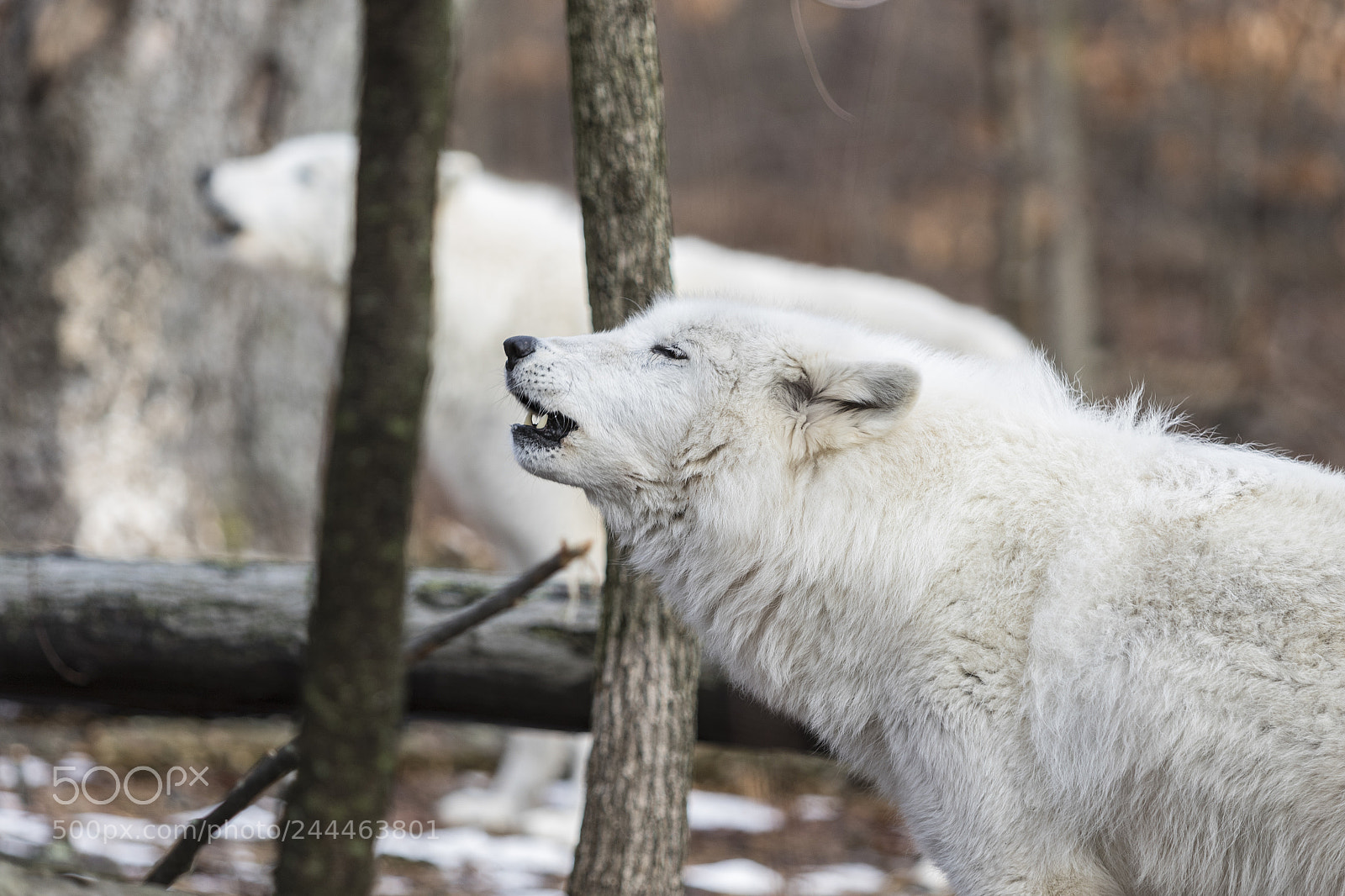 Canon EOS 7D Mark II sample photo. Wolf shoot photography
