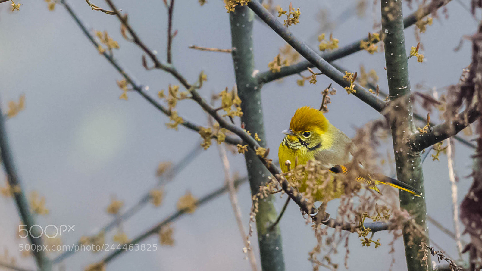 Nikon D5100 sample photo. Chestnut-tailed minla or bar-throated photography