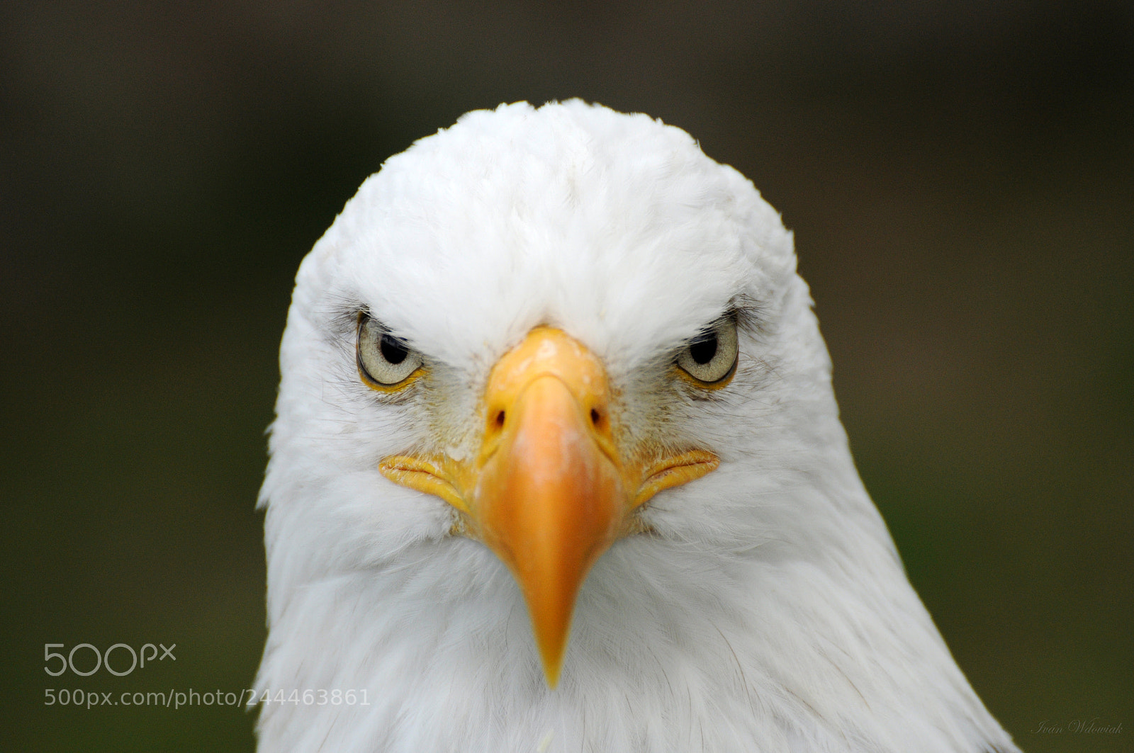 Nikon D90 sample photo. Bald eagle photography