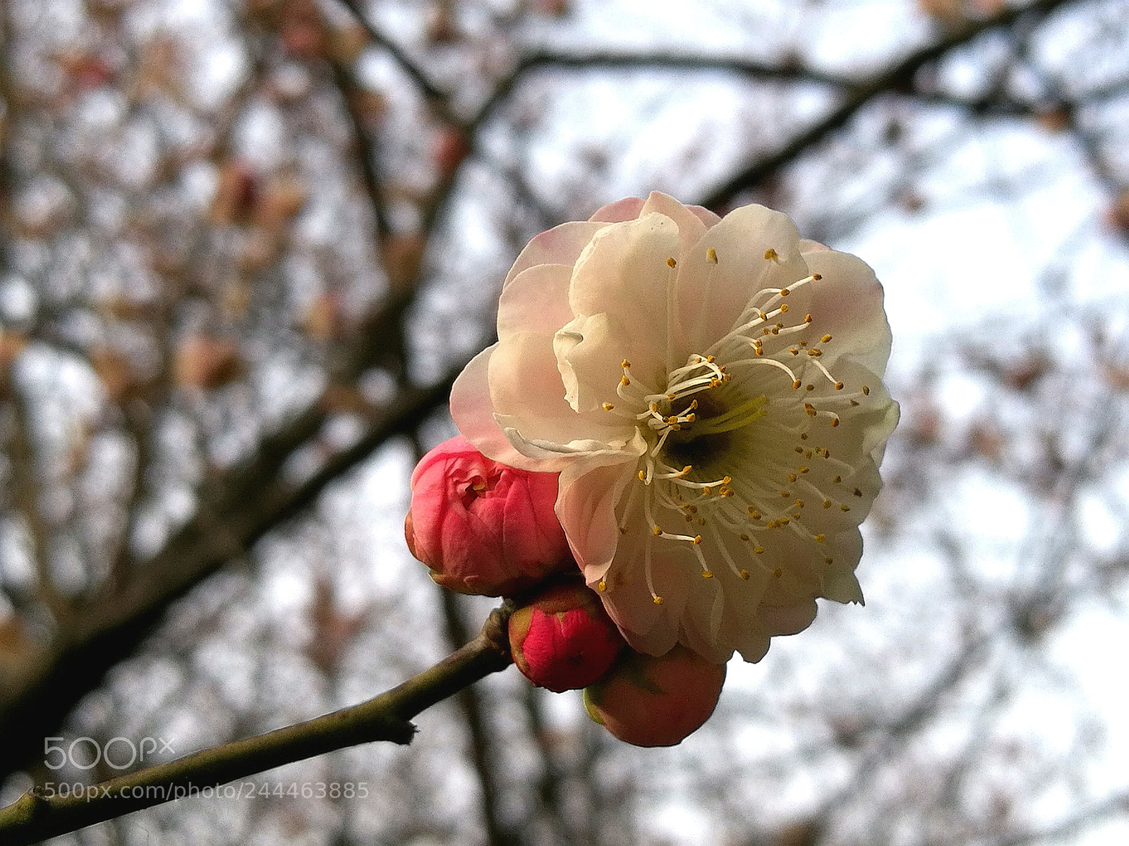 HUAWEI Honor 8 sample photo. Untitled photography