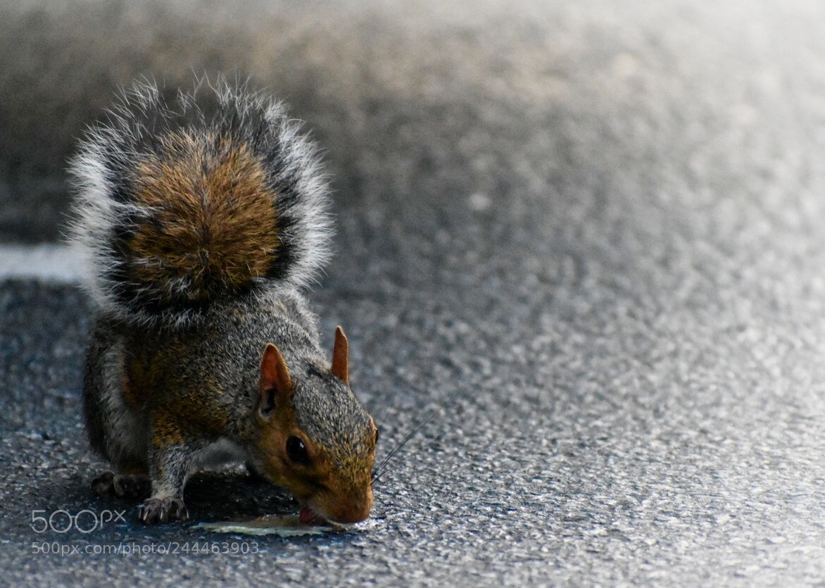 Nikon D3400 sample photo. City life companions... photography