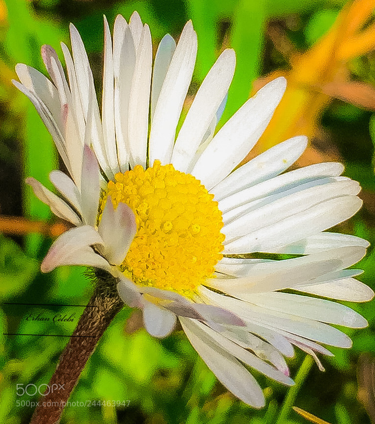Apple iPhone 6 Plus sample photo. The winter sun photography