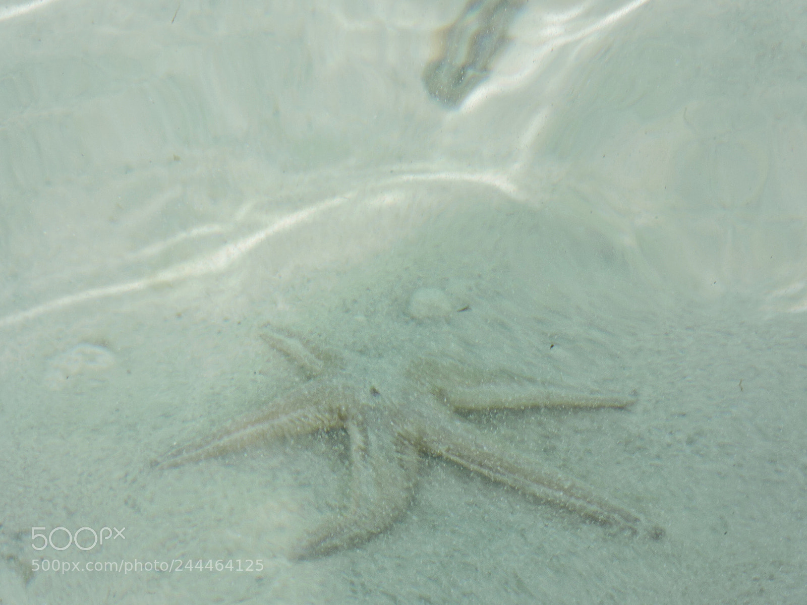 Nikon Coolpix P600 sample photo. Star fish are not photography