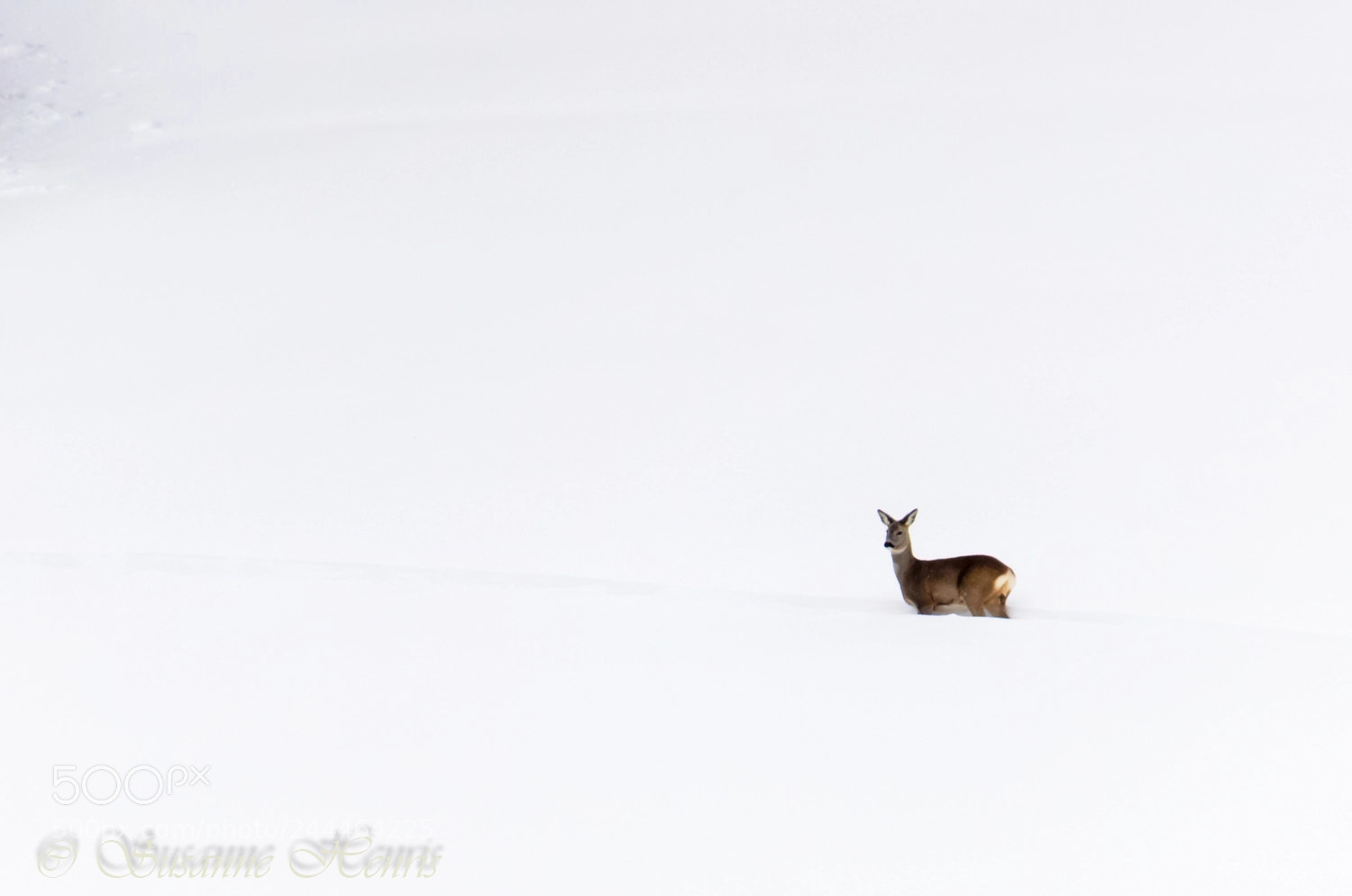 Nikon D5100 sample photo. Deer photography