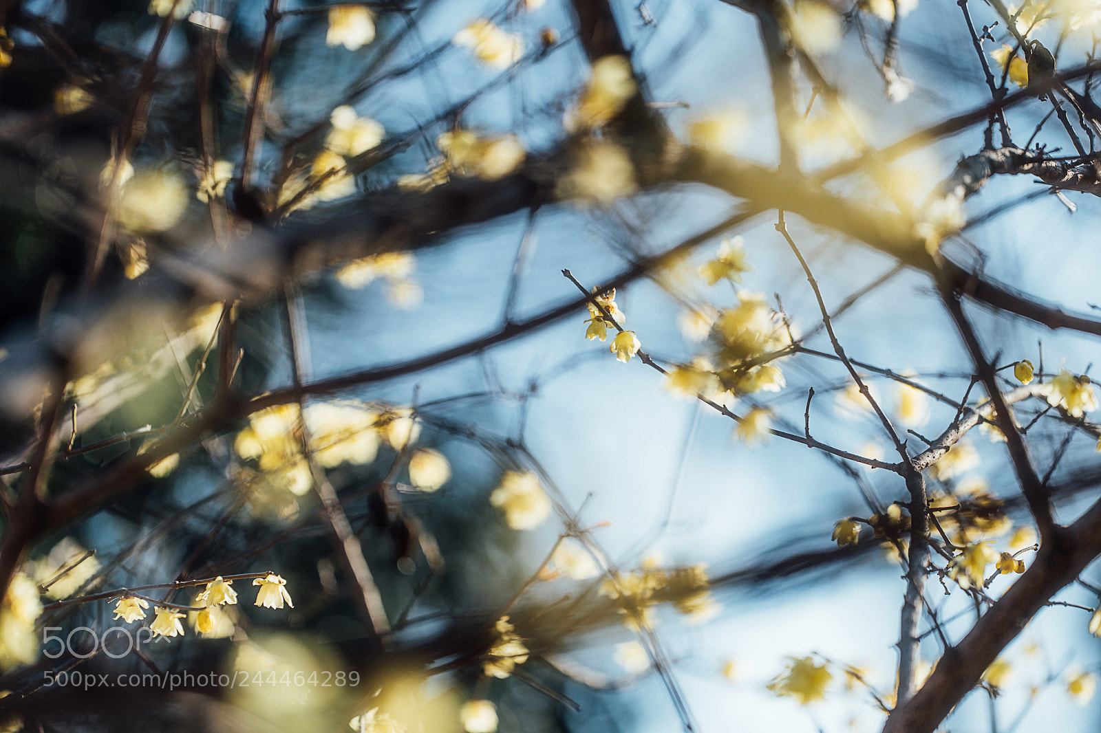 Sony a9 sample photo. Wintersweet symphony photography