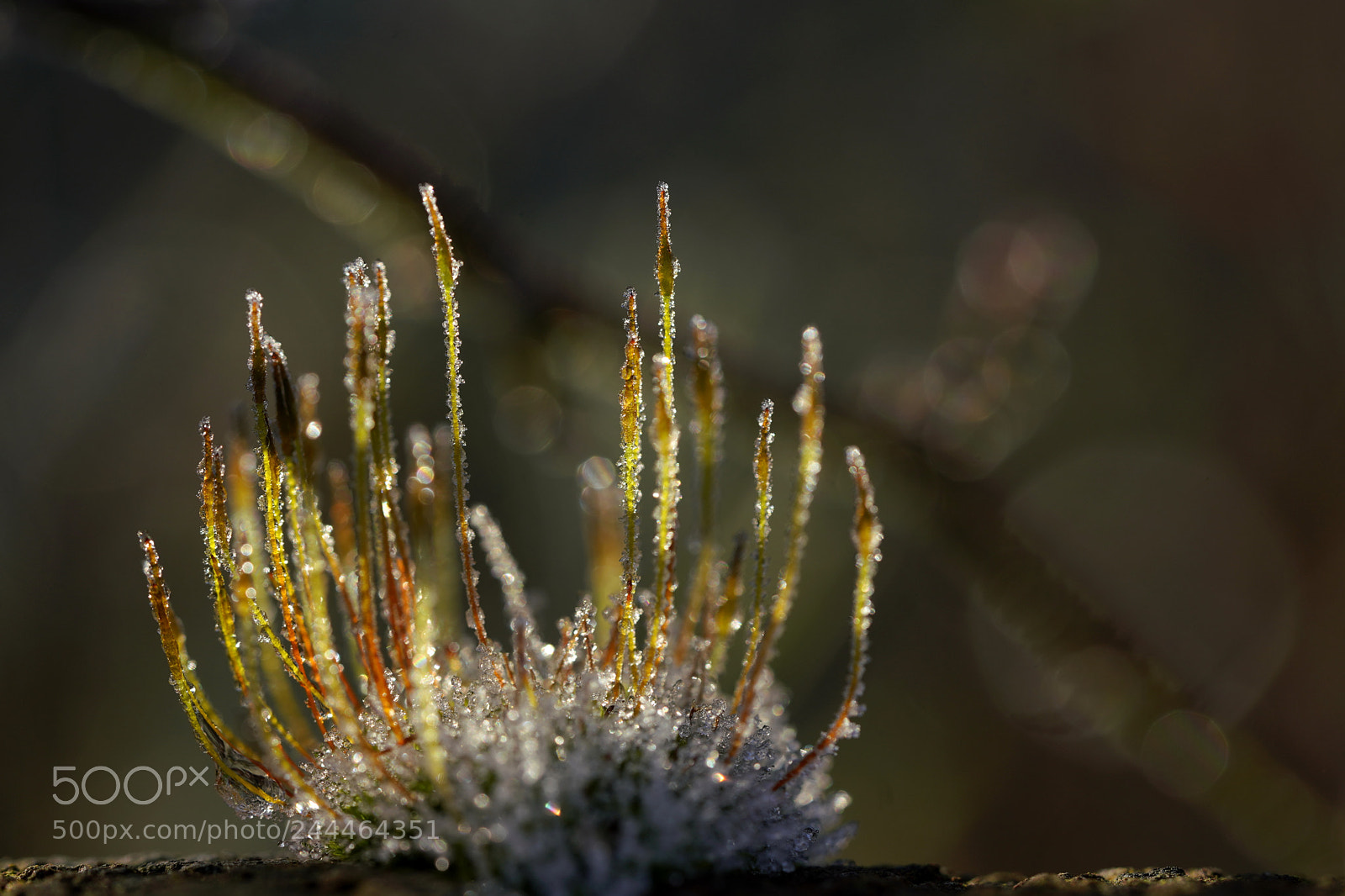 Sony a7R III sample photo. Frozen beauty photography