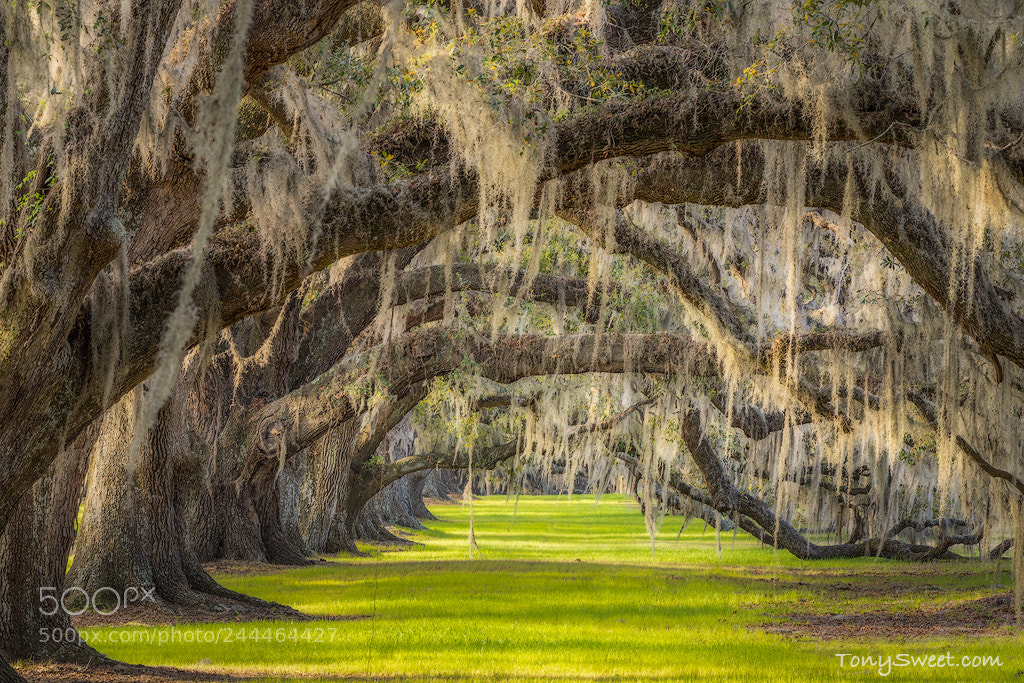 Nikon D810 sample photo. Live oaks at dawn photography