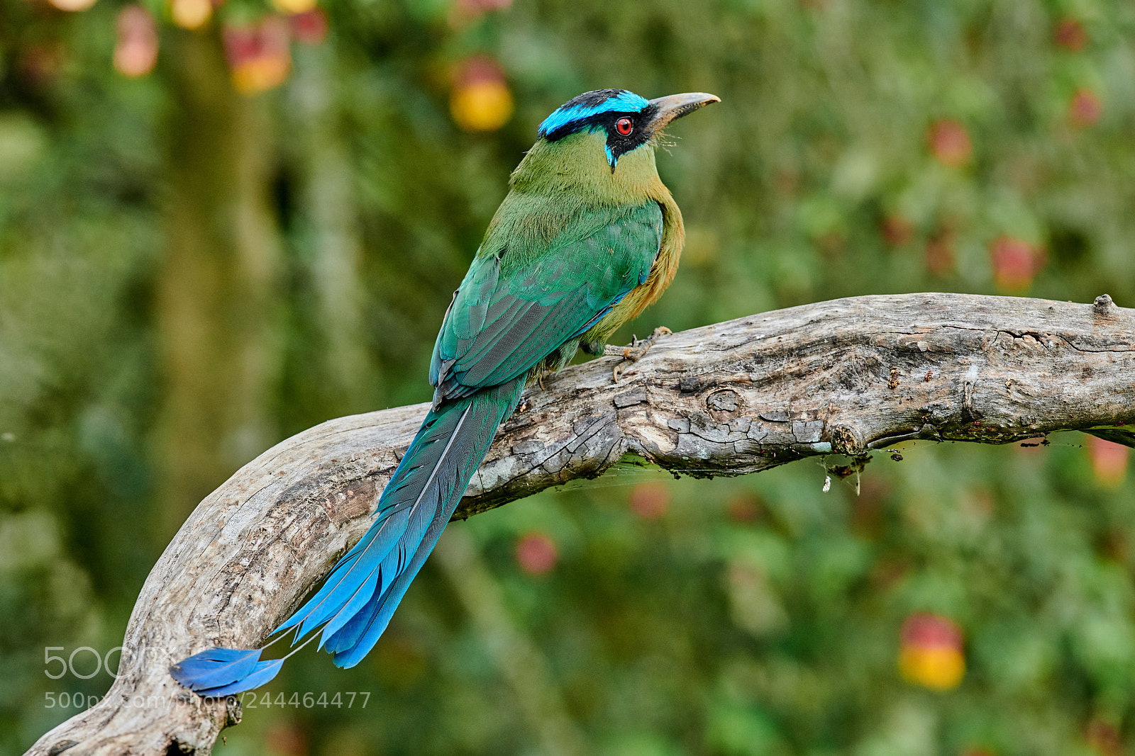 Nikon D850 sample photo. Andean motmot photography