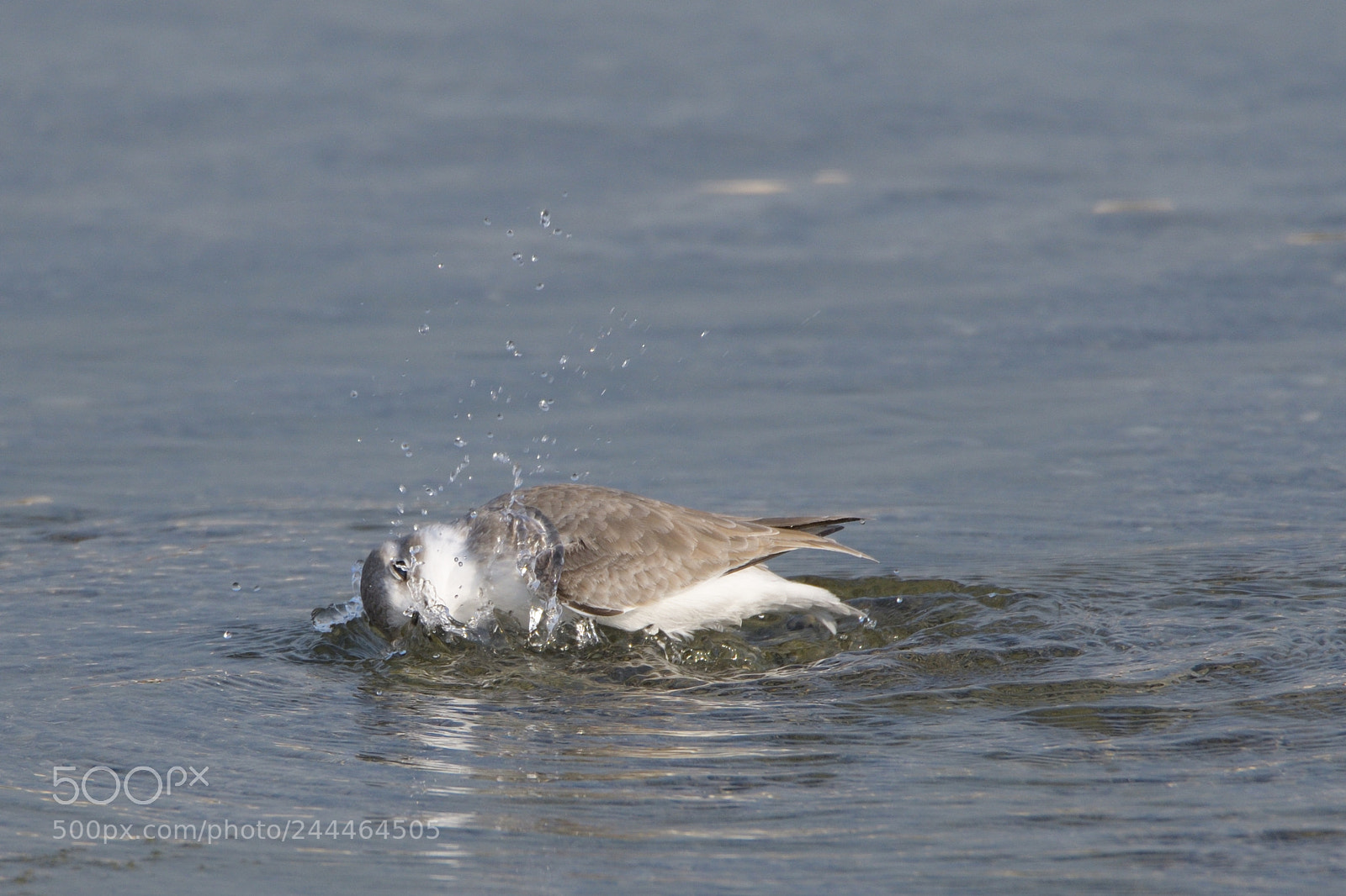 Nikon D500 sample photo. Shower time!!! photography