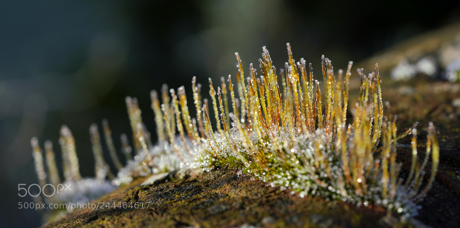 Sony a7R III sample photo. Frozen beauty ii photography