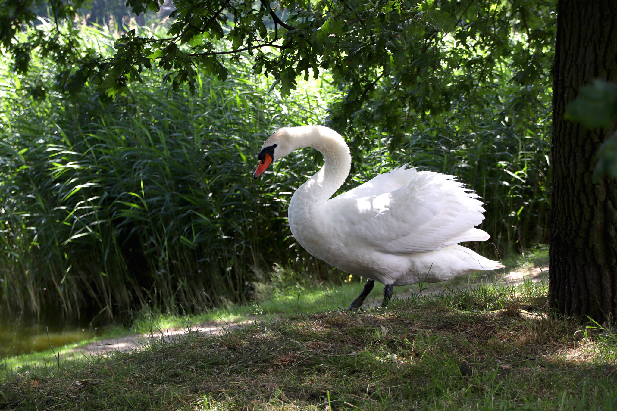 Canon EOS 77D (EOS 9000D / EOS 770D) sample photo. Male swan hanging out photography