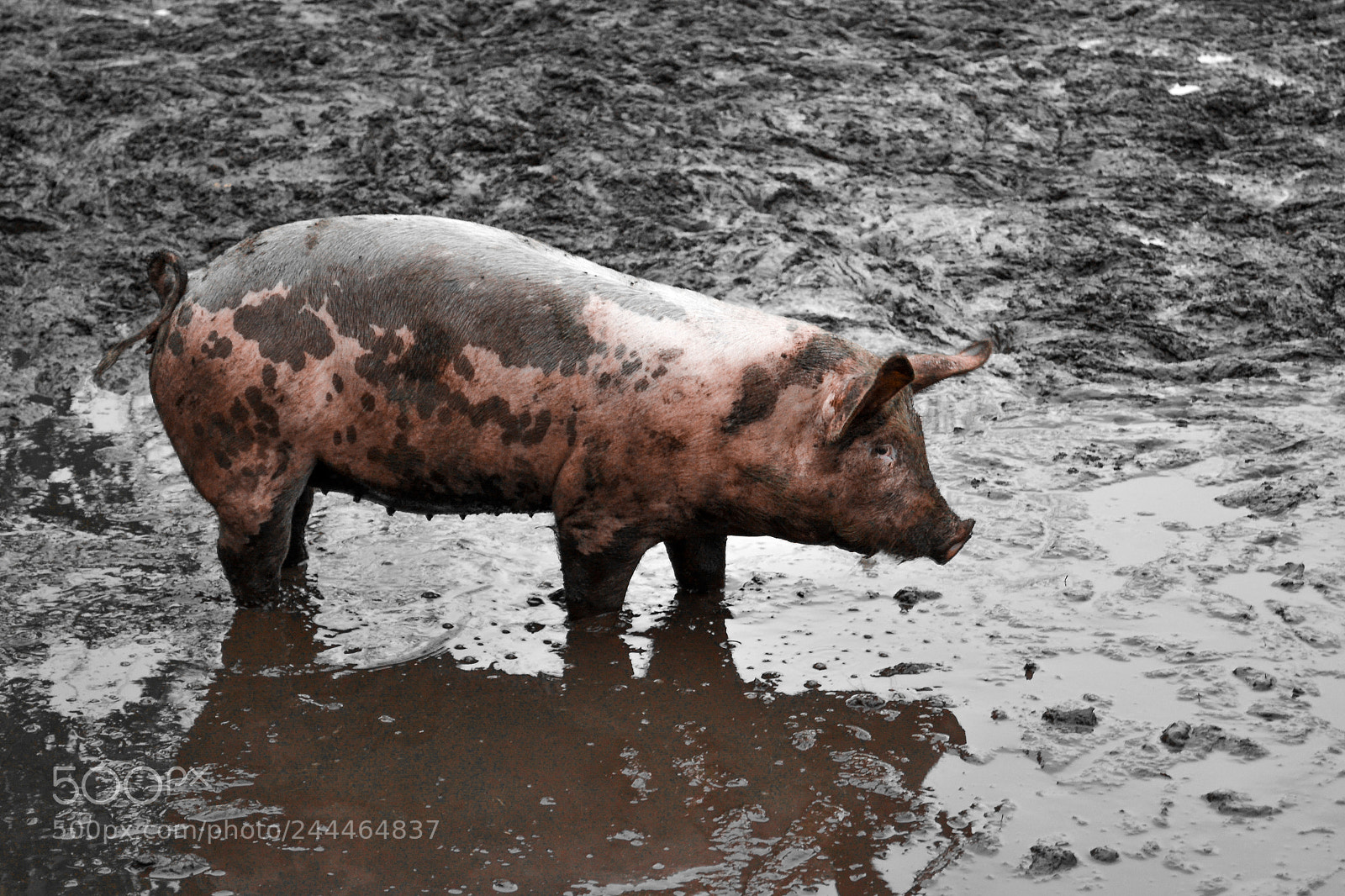 Nikon D3100 sample photo. Porky photography