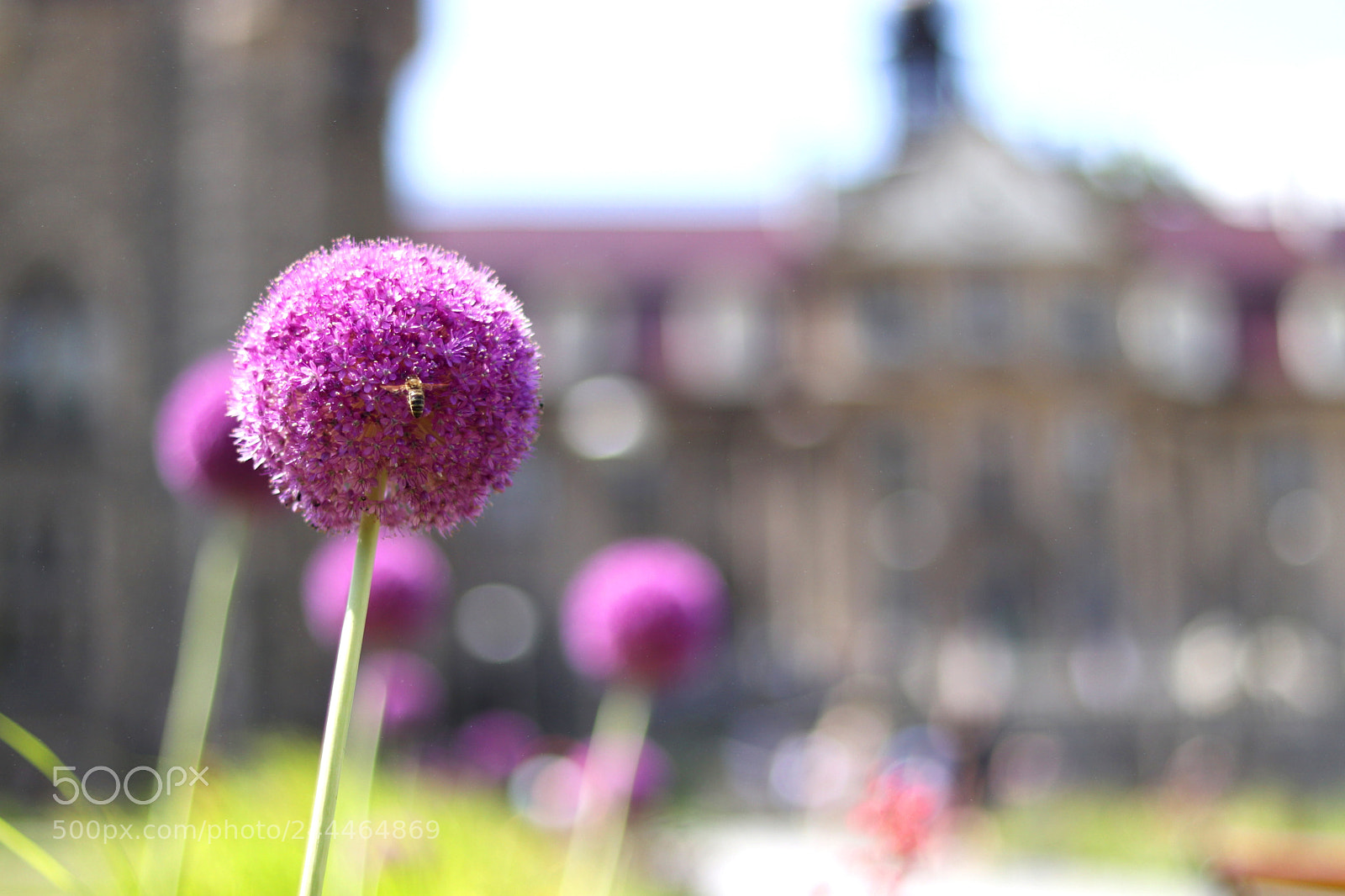 Canon EOS 77D (EOS 9000D / EOS 770D) + Canon EF 50mm F1.8 STM sample photo. Flower road to castle photography