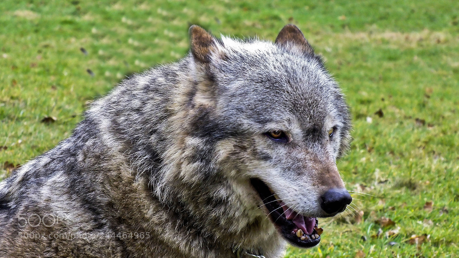 FujiFilm FinePix HS20 EXR (FinePix HS22 EXR) sample photo. Wolf photography
