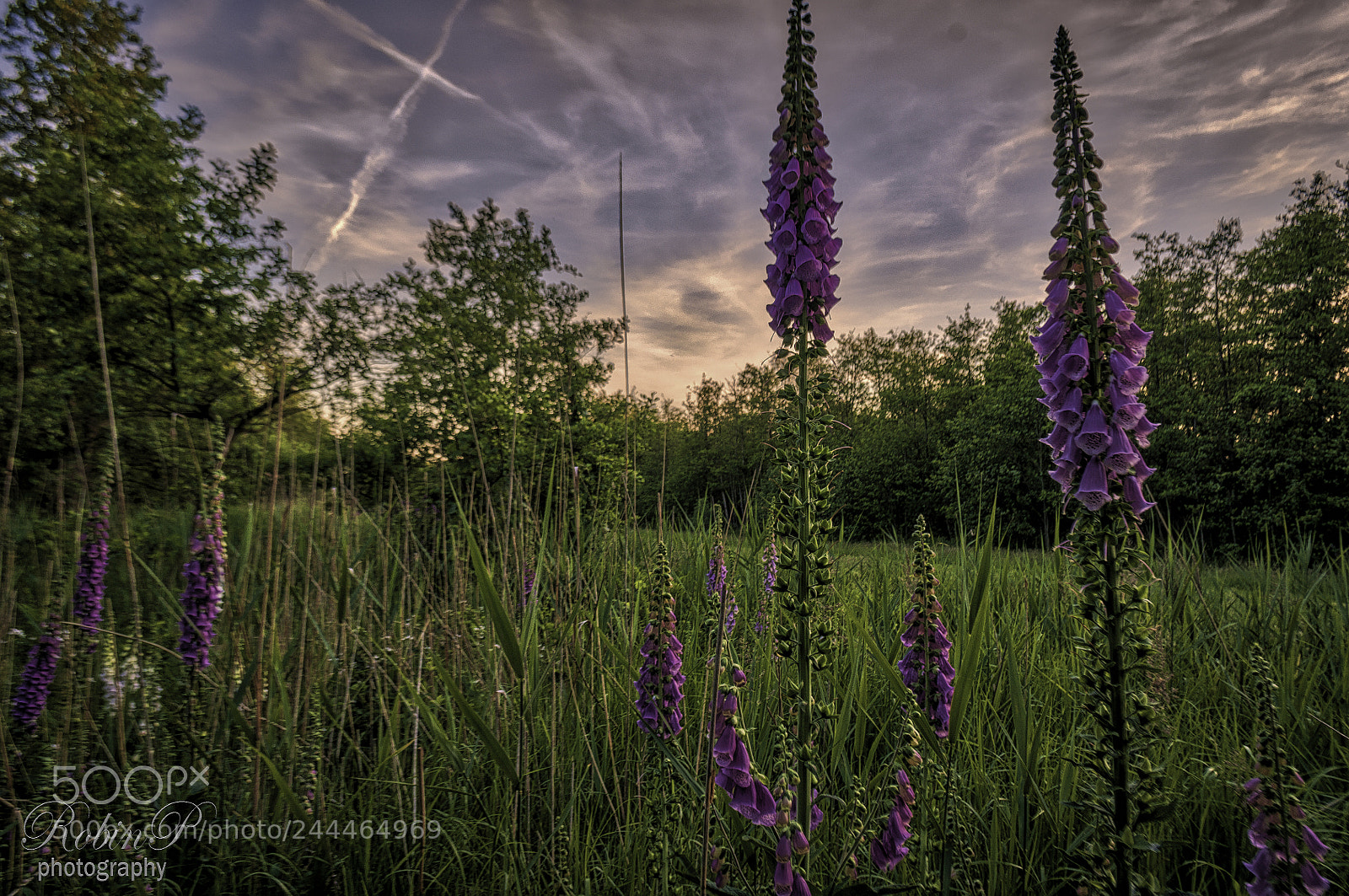 Nikon D5000 sample photo. Bloemen photography