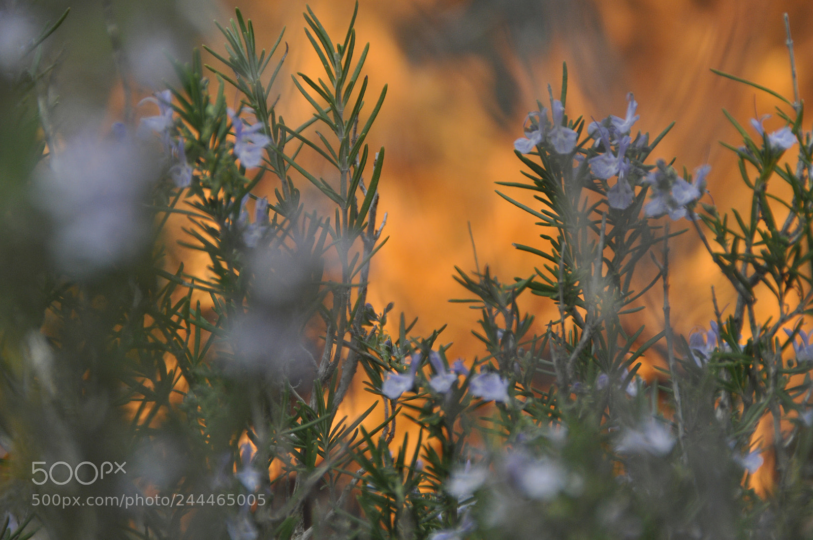 Nikon D5000 sample photo. Love the nature photography